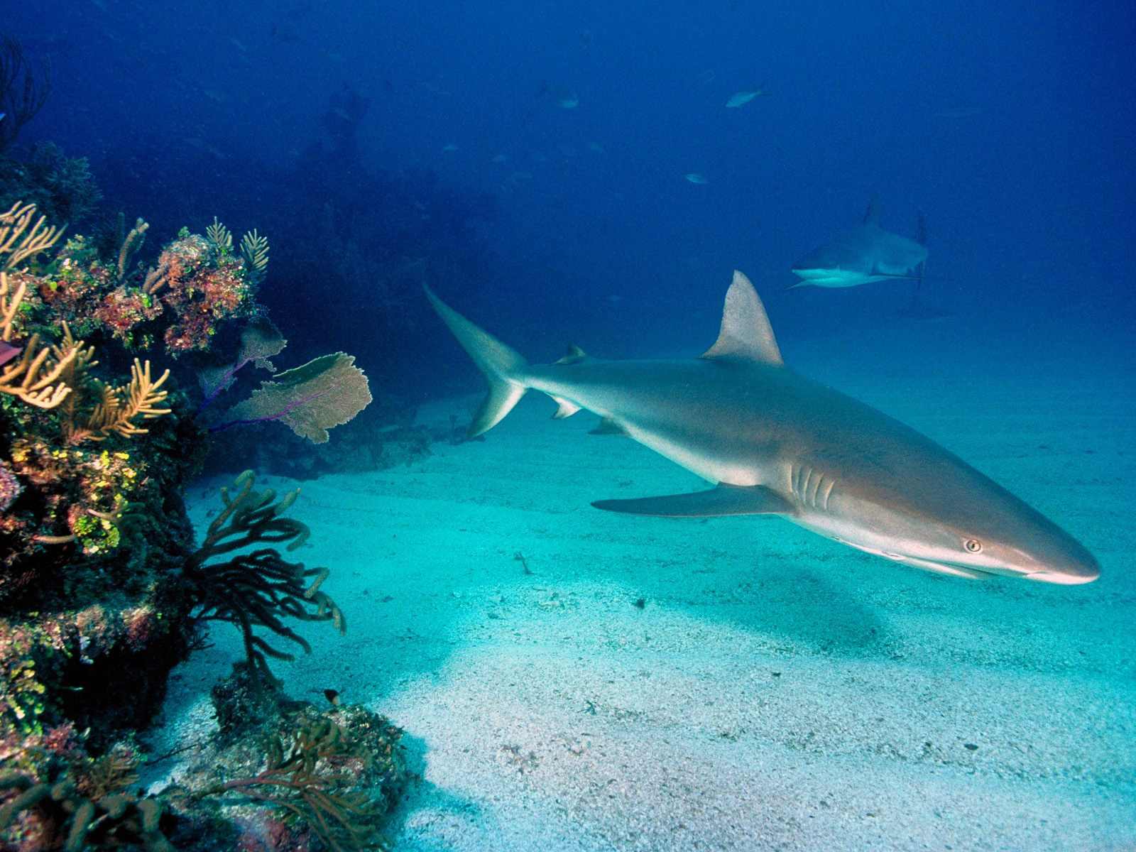 Карибская рифовая акула
