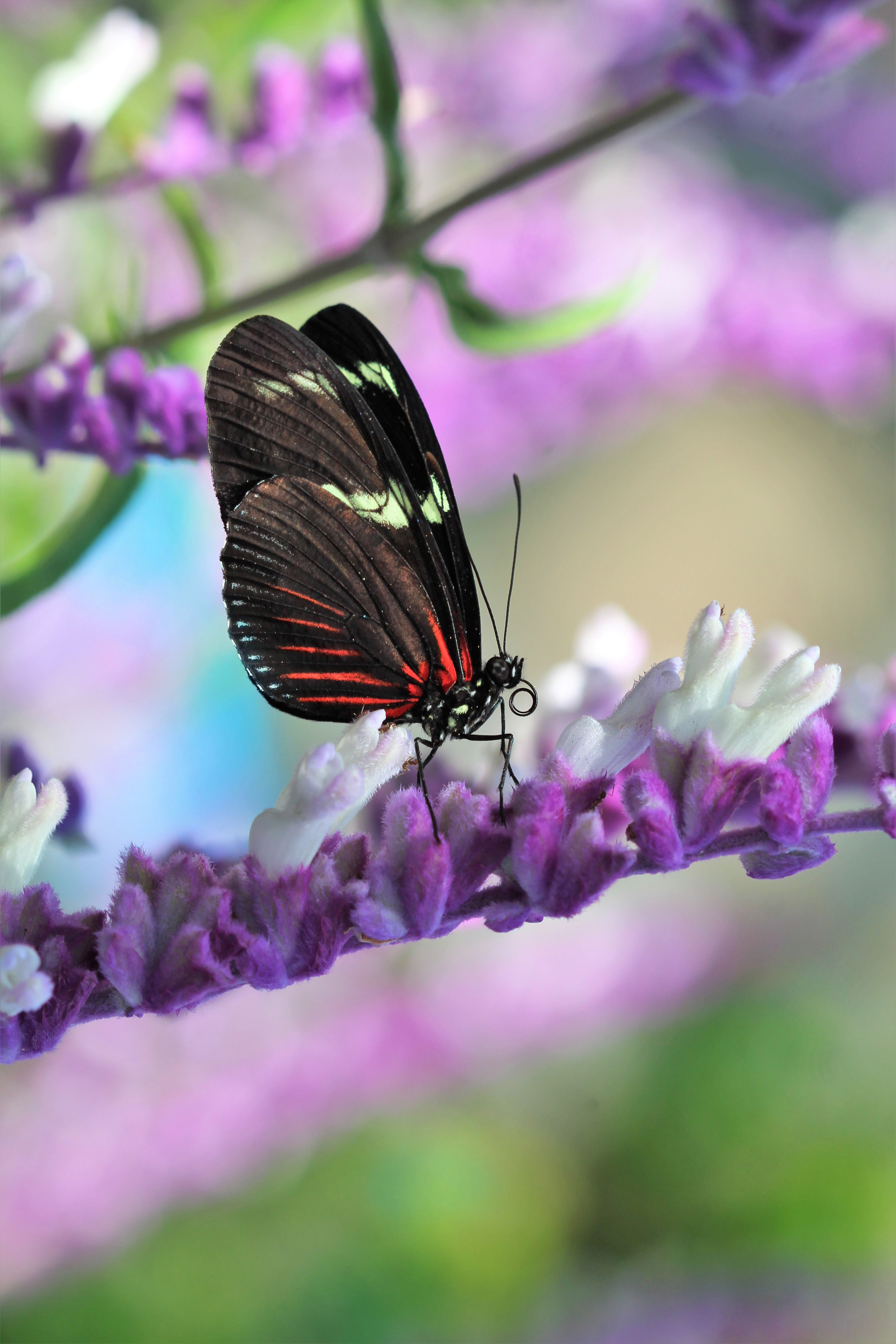 Laden Sie das Blume, Makro, Muster, Schmetterling, Flügel, Tiere-Bild kostenlos auf Ihren PC-Desktop herunter