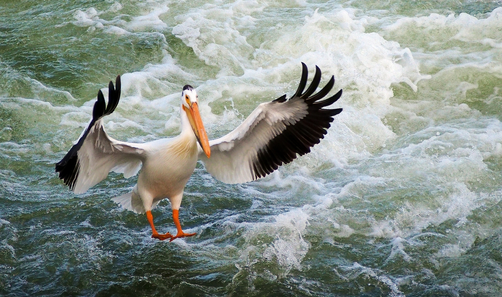 animal, pelican, bird, foam, birds Full HD