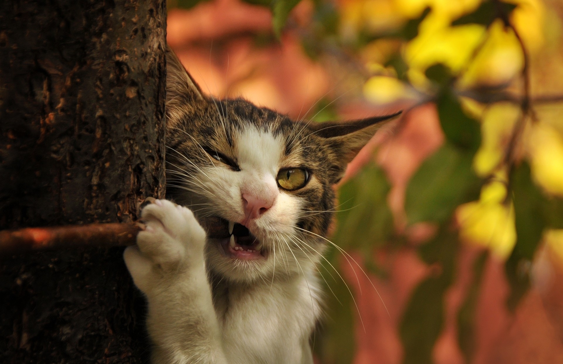 Скачати мобільні шпалери Кіт, Дерево, Стовбур, Тварини, Ікла, Гілка, Кішка безкоштовно.