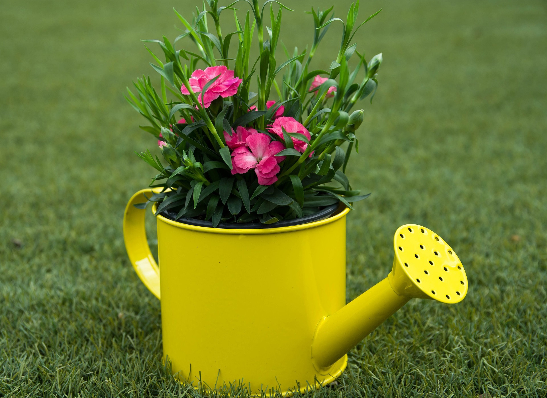 man made, flower, pink flower, watering can