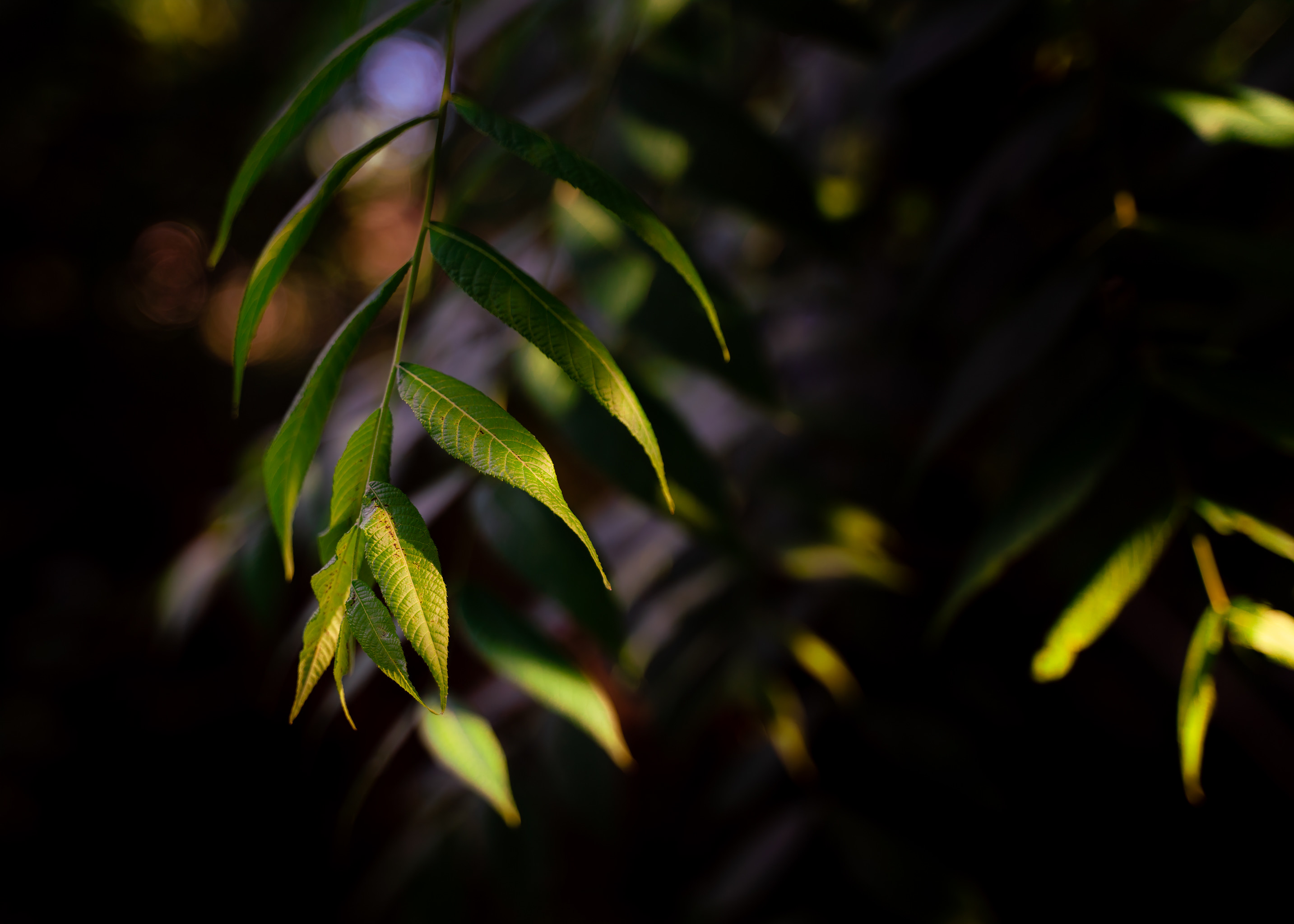 Download mobile wallpaper Branch, Willow, Macro, Leaves for free.
