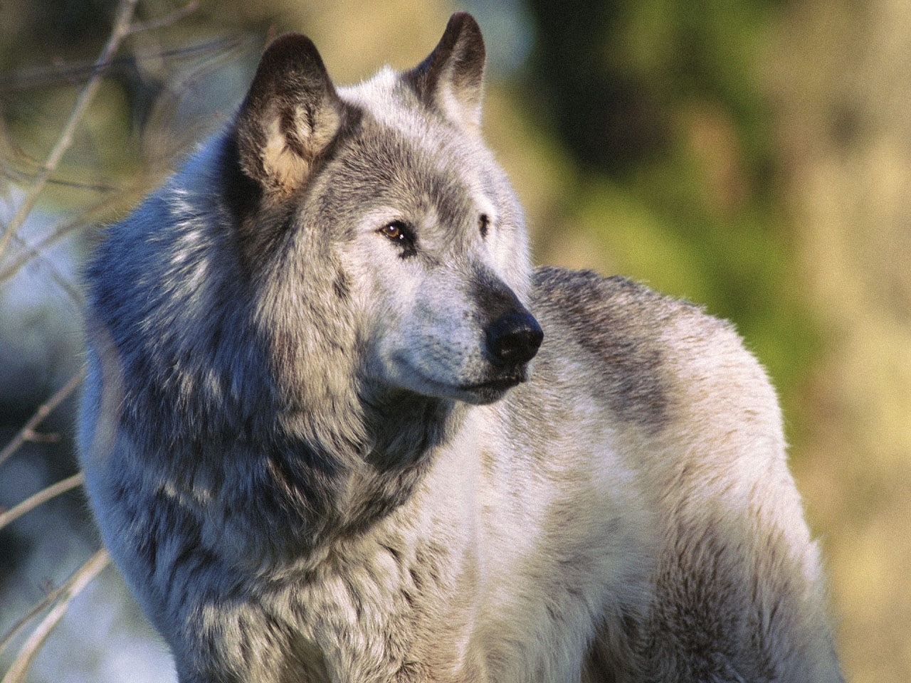 免费下载动物, 狼手机壁纸。