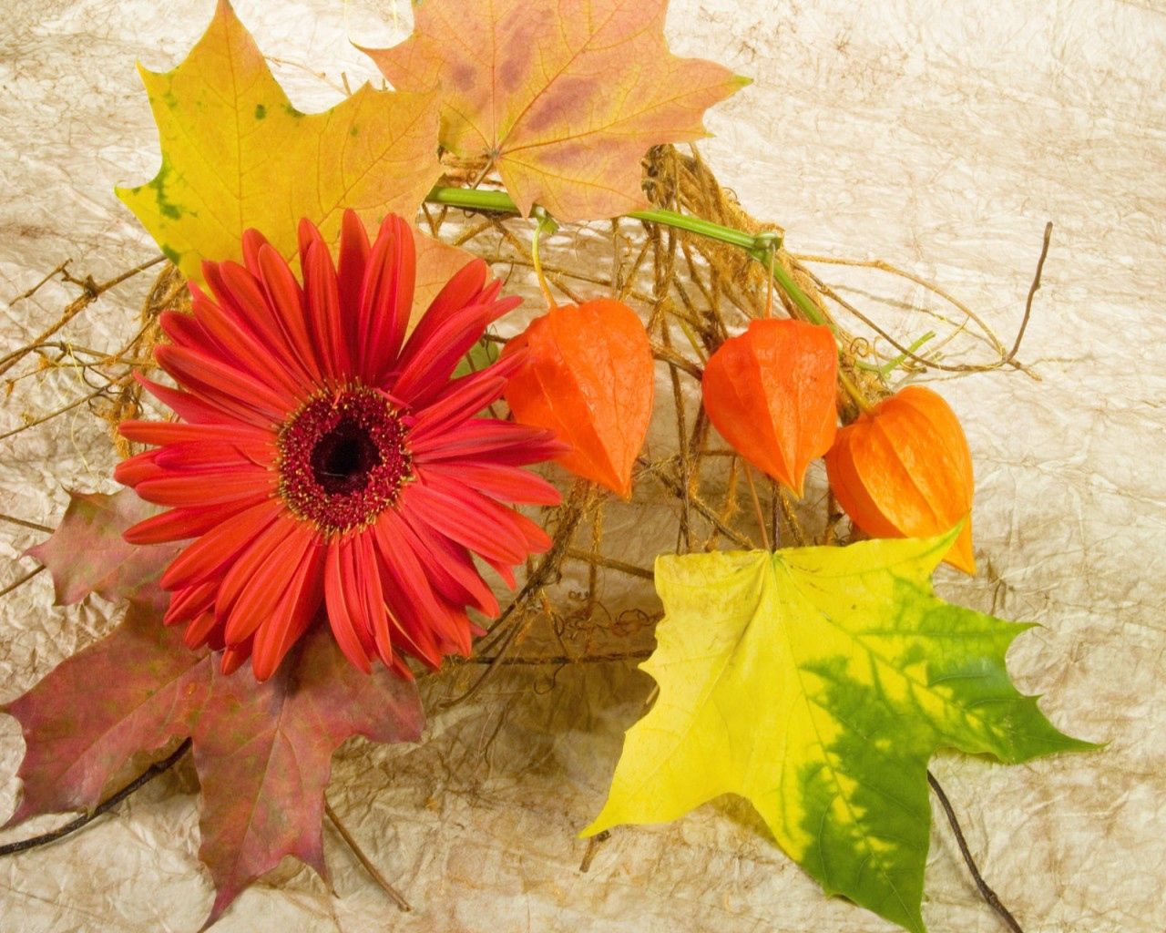 flowers, autumn, leaves, composition, maple, gerbera, physalis, fisalis