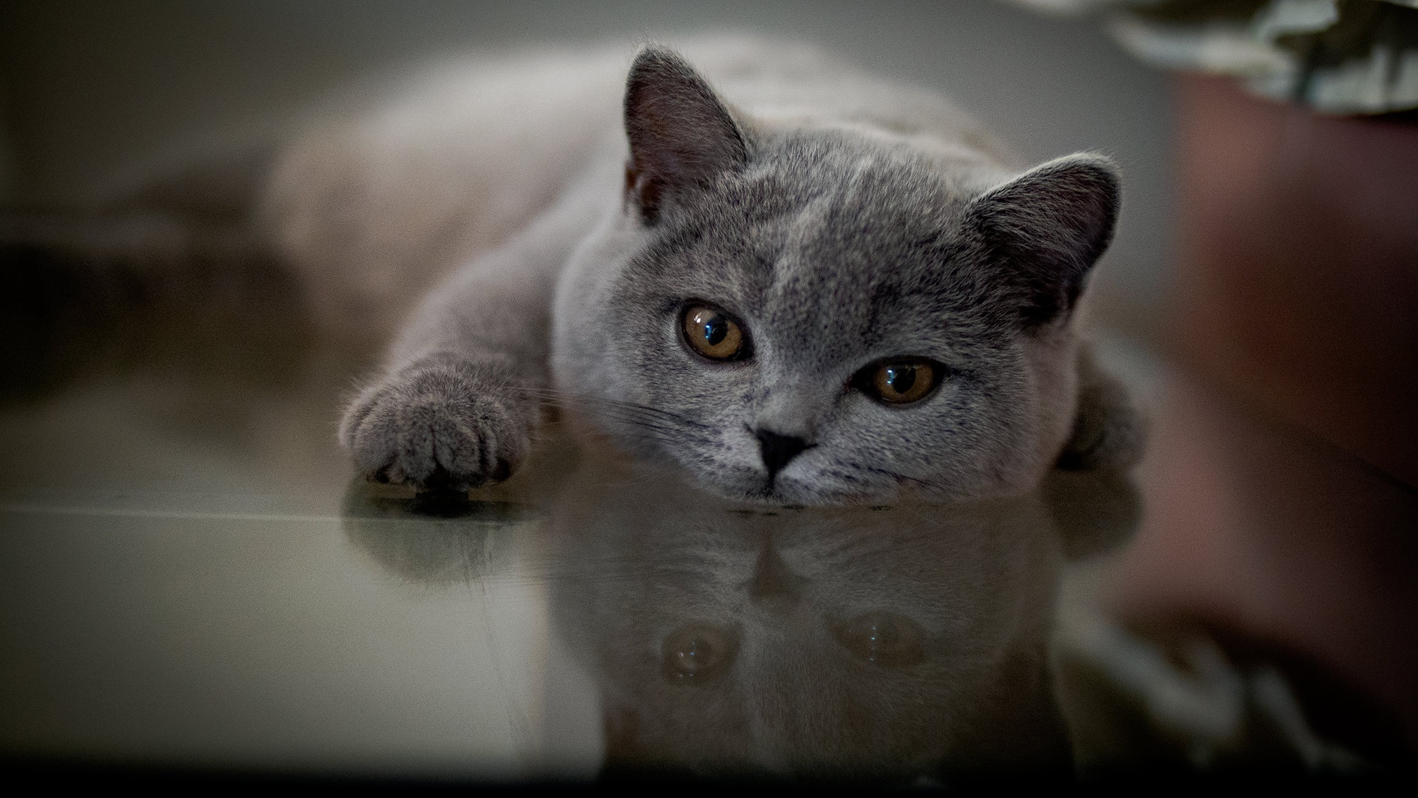 animal, british shorthair, reflection, cats phone wallpaper