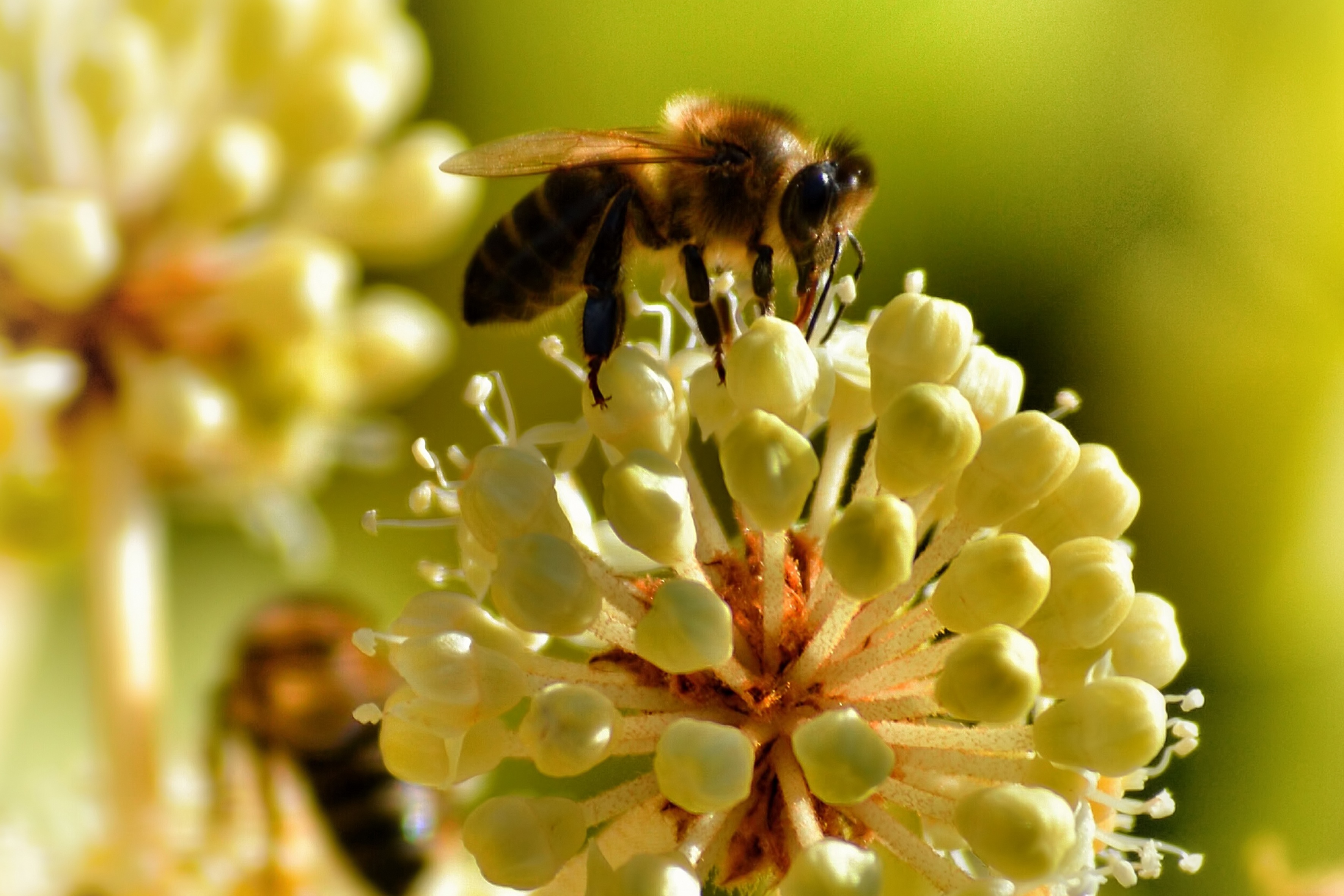 51511 скачать обои пчела, цветок, макро, опыление - заставки и картинки бесплатно