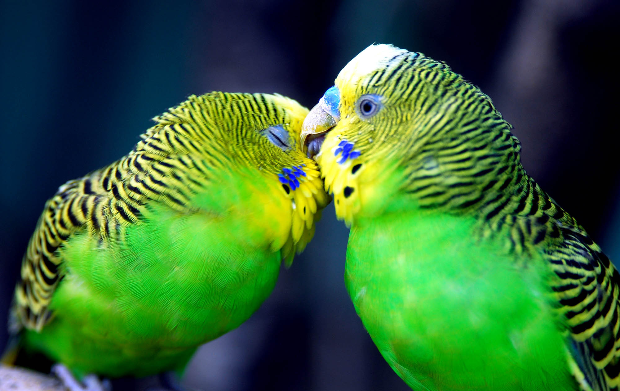 Download mobile wallpaper Animals, Parrots, Birds for free.