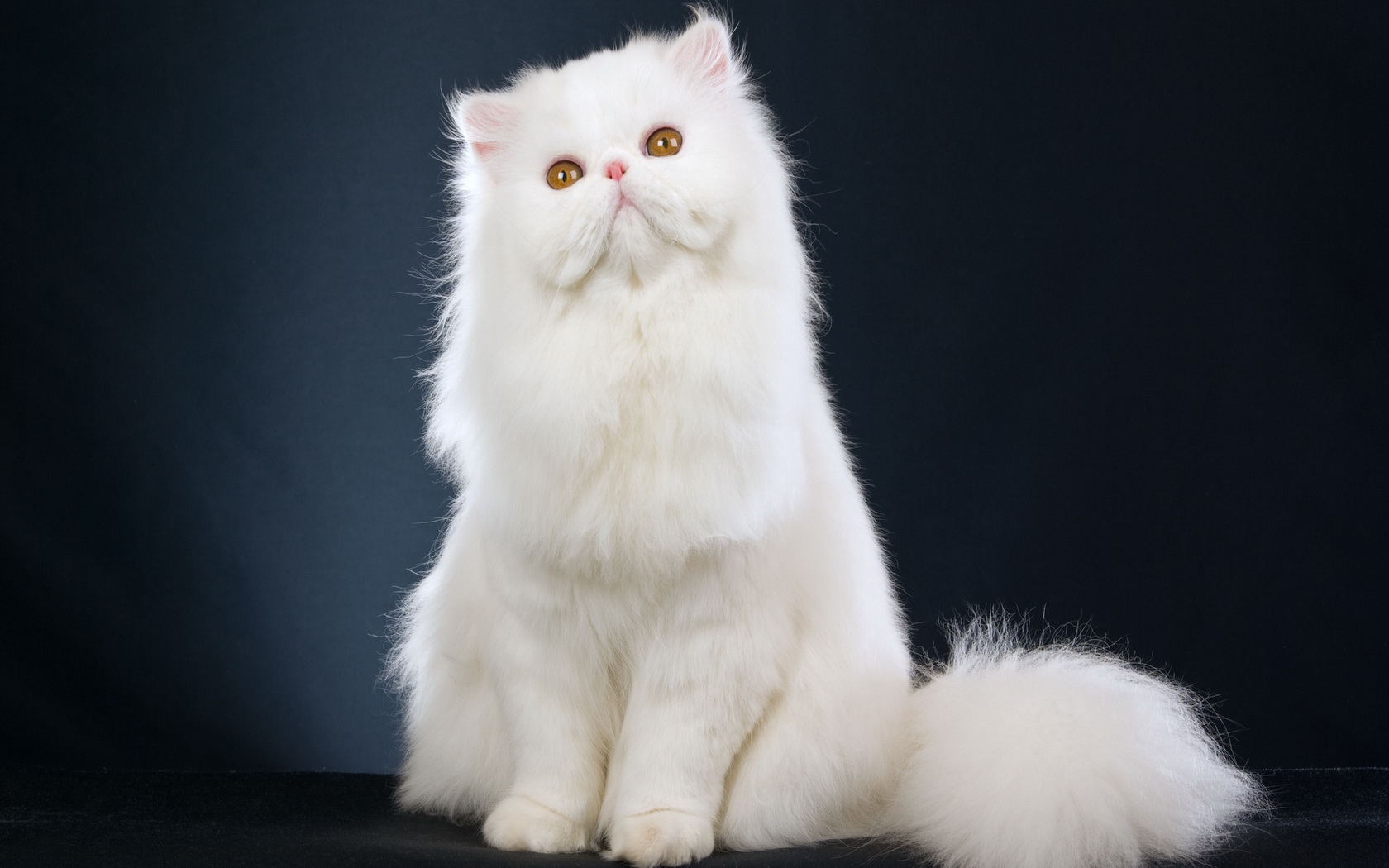 294157 Bild herunterladen tiere, persische katze, katzen - Hintergrundbilder und Bildschirmschoner kostenlos