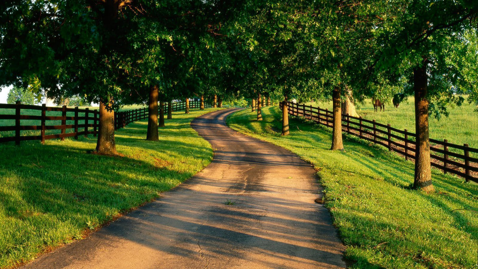 country, man made, road, fence, grass, green, tree