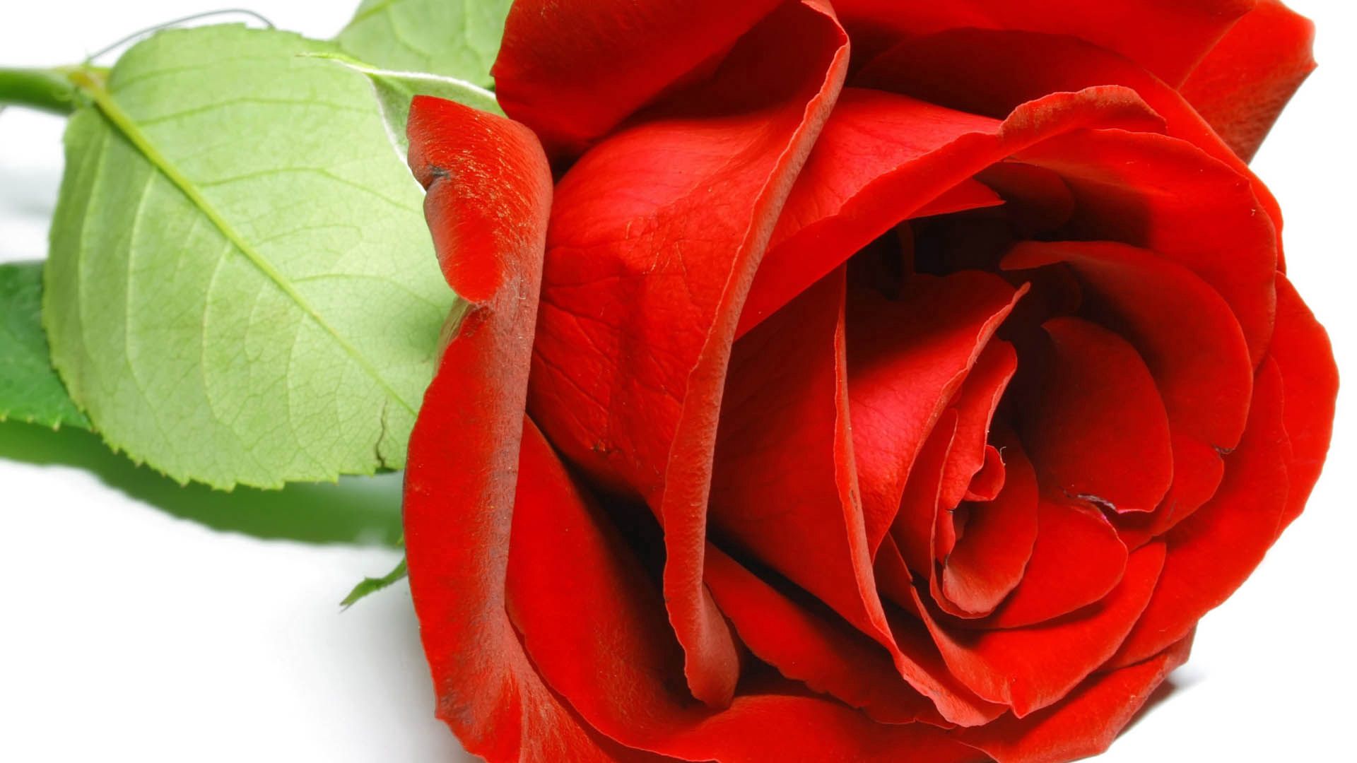 flowers, rose flower, red, rose, petals 1080p