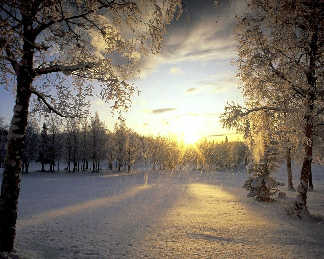 sun, nature, trees, snow, shine, light, frost, hoarfrost, flakes 1080p