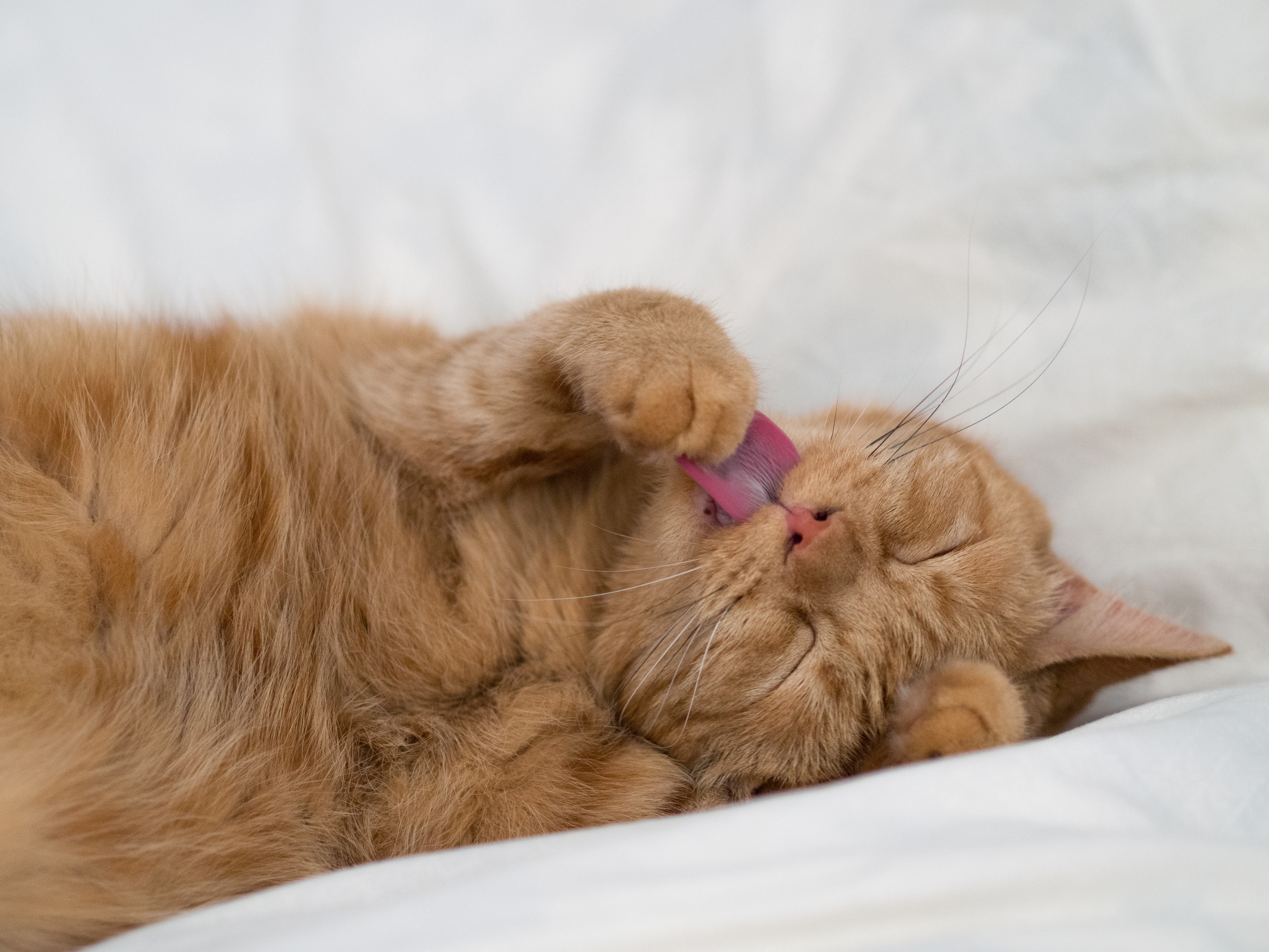 funny, cat, animals, protruding tongue, tongue stuck out, paw HD wallpaper