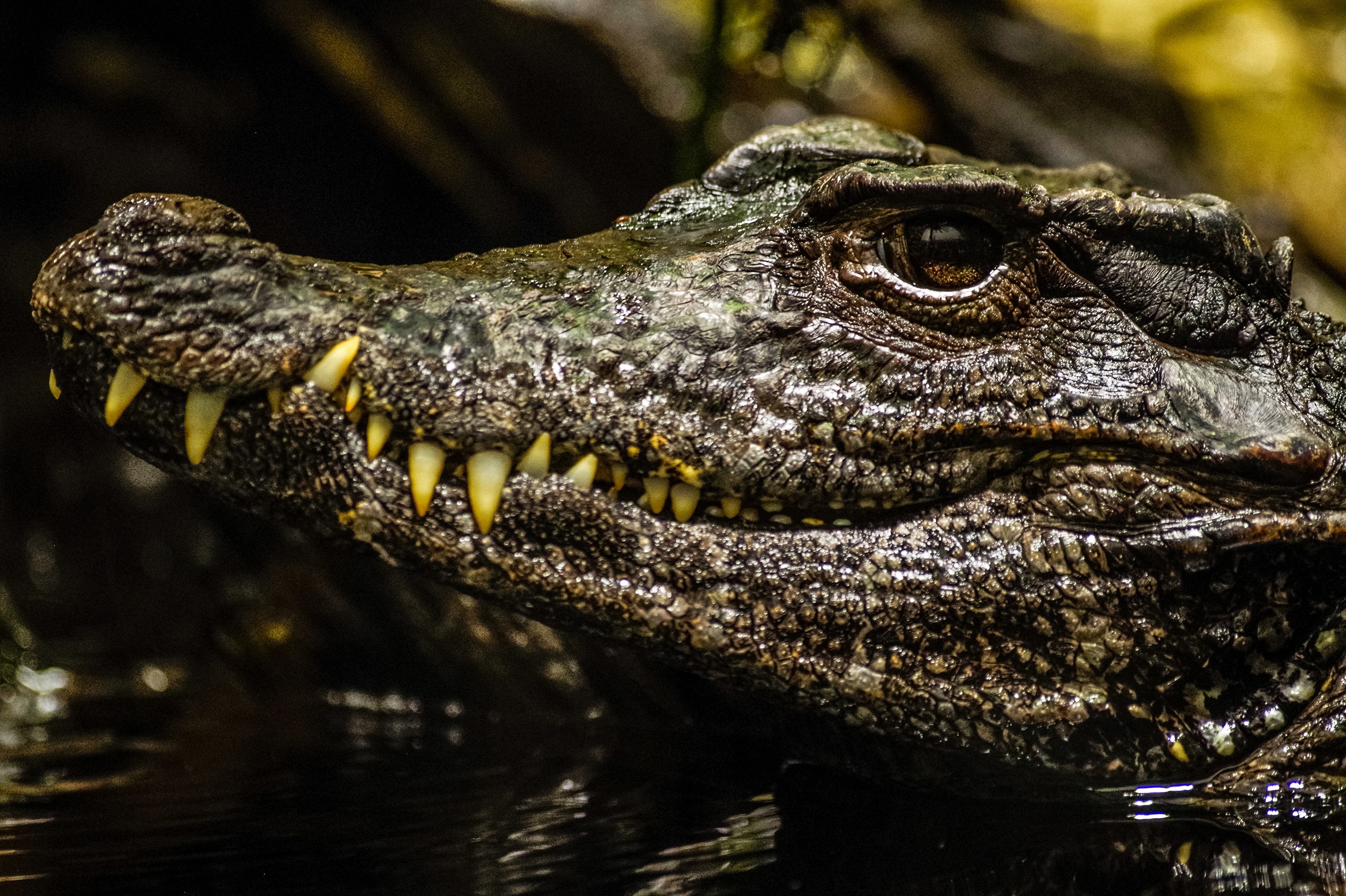крокодил маска фото
