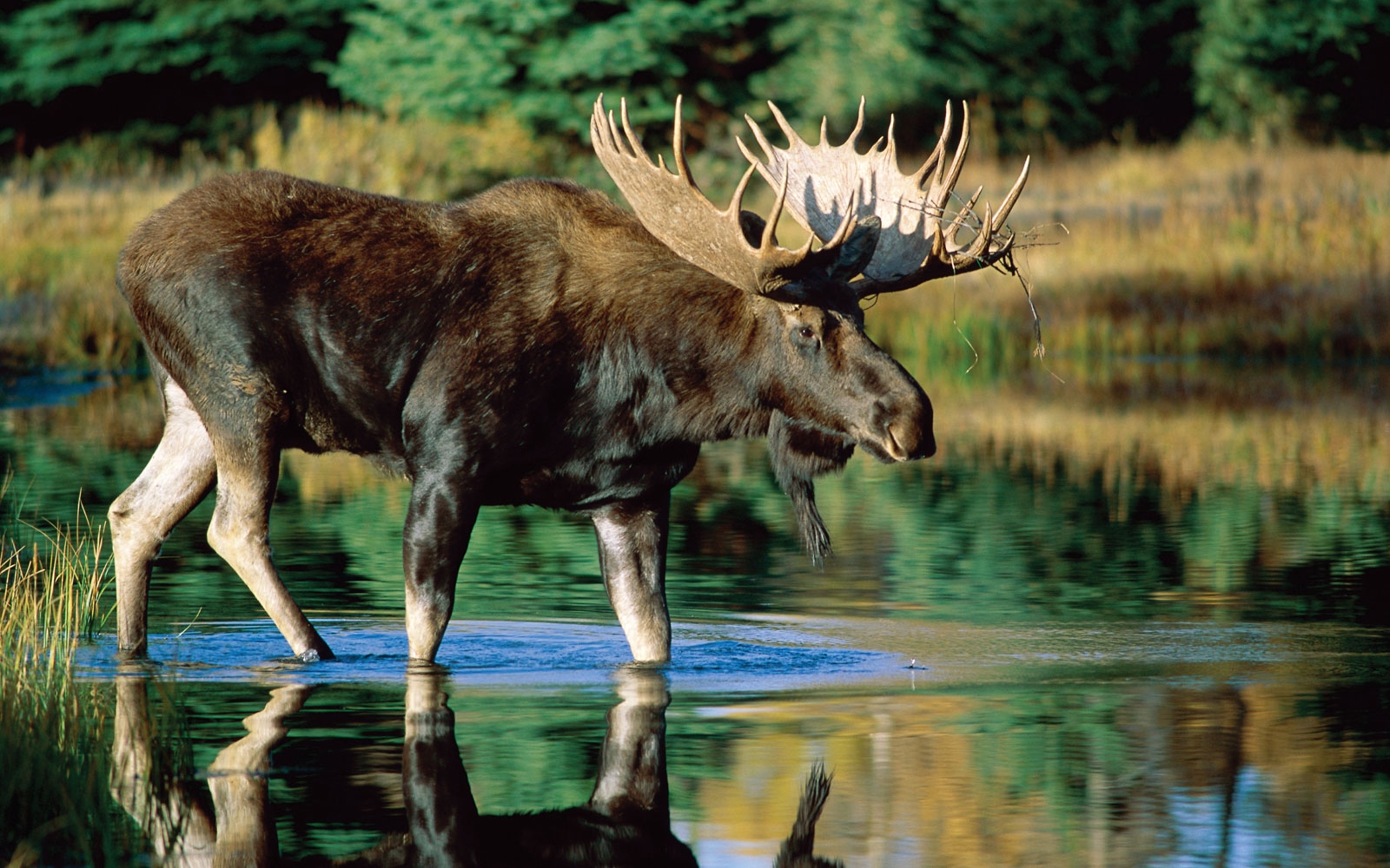 Popular Moose Image for Phone