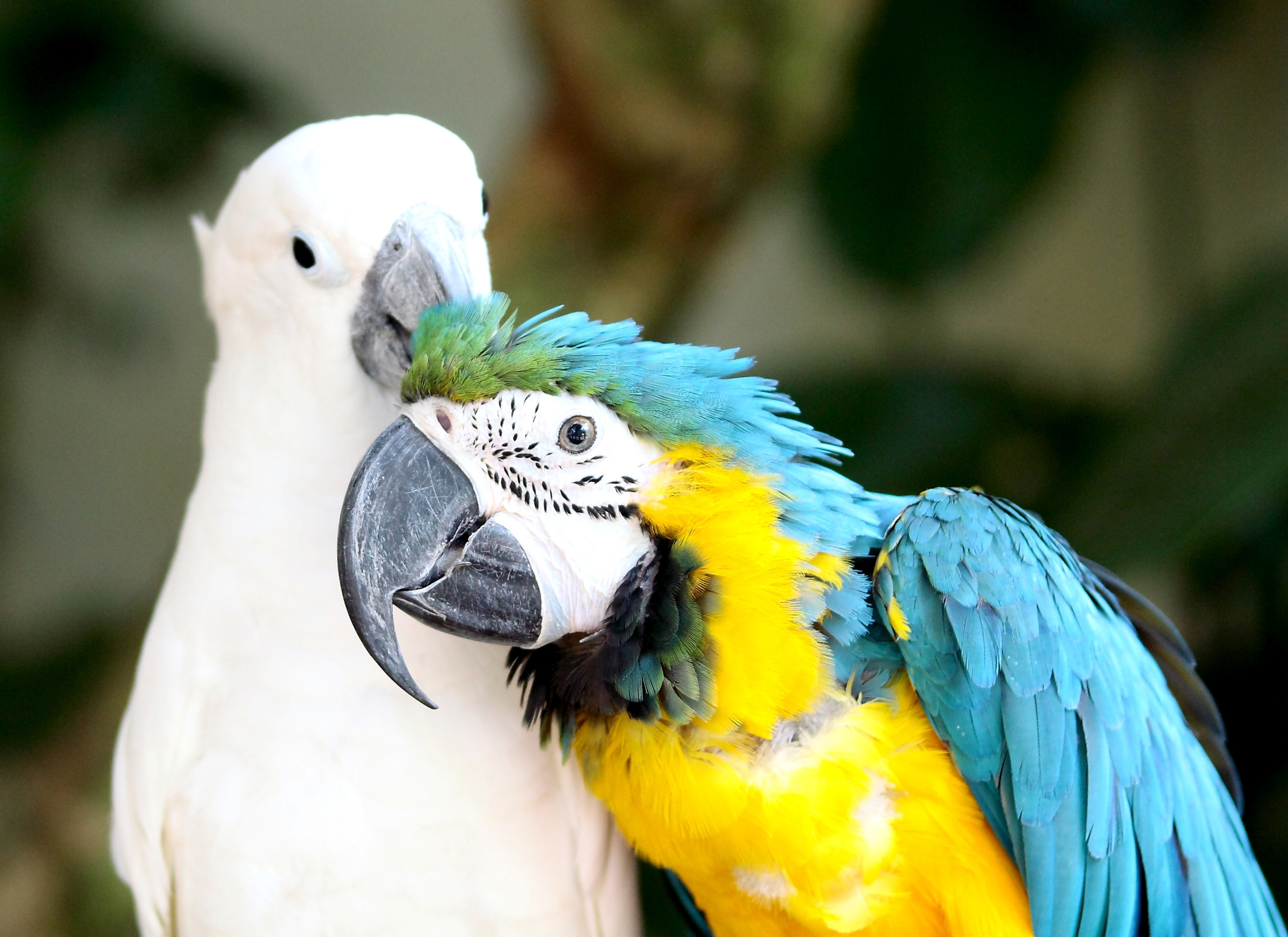 animal, parrot, blue and yellow macaw, birds