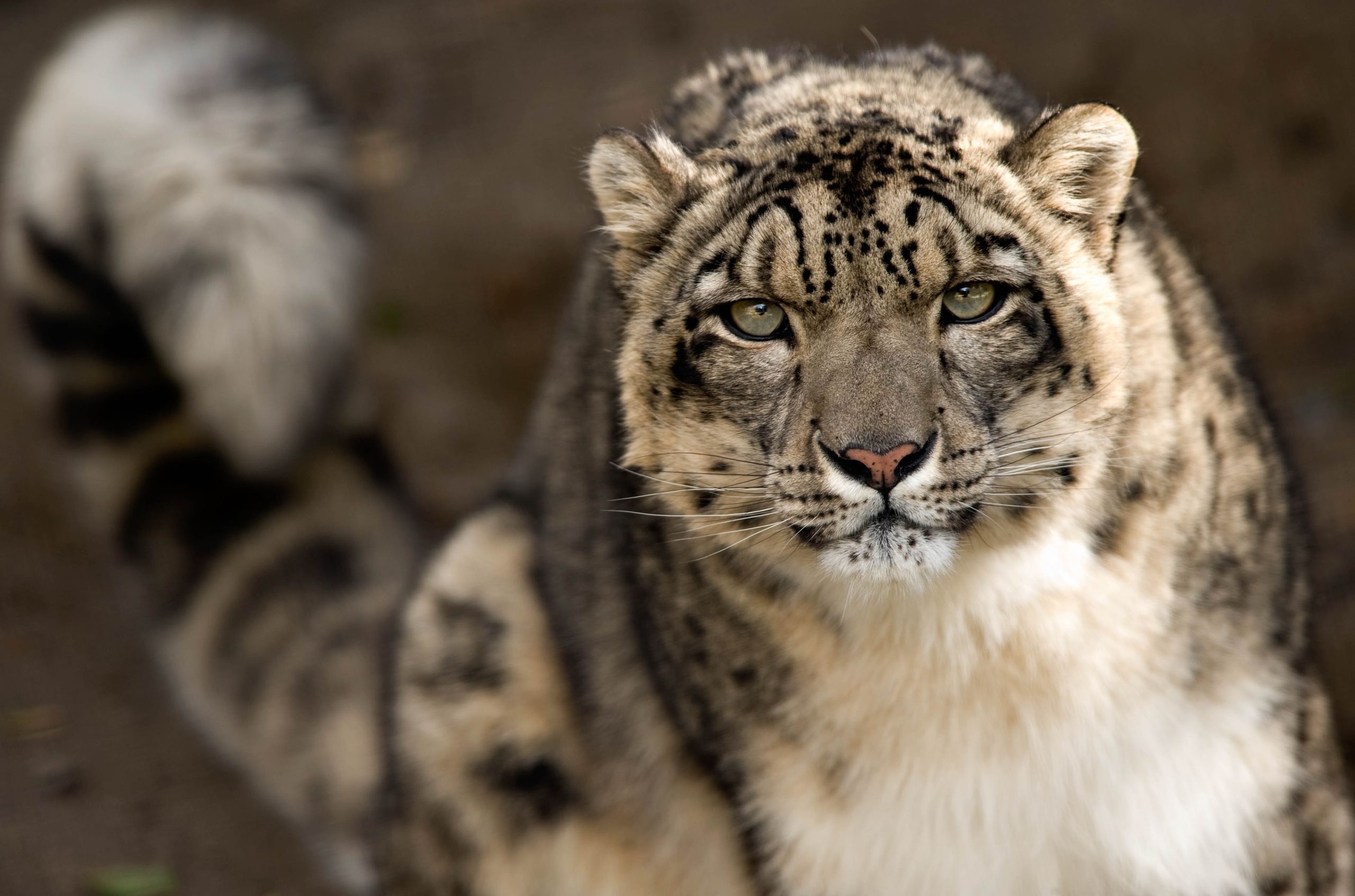65320 télécharger le fond d'écran animaux, gros chat, snow leopard, prédateur, fauve, vue, opinion - économiseurs d'écran et images gratuitement