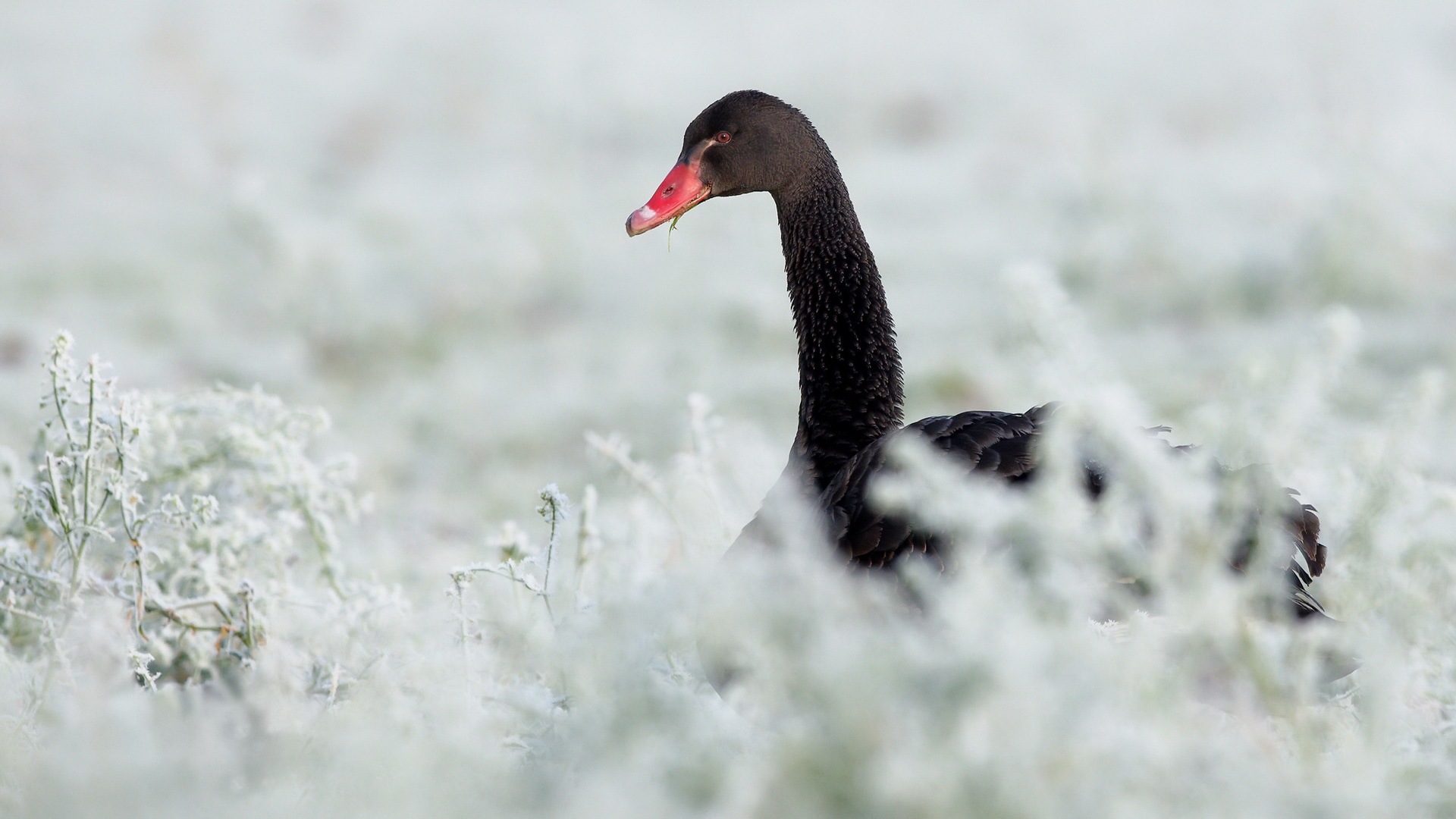 Black Swan 4k Ultra Hd Desktop Wallpaper > - Night Owl Wallpaper Hd, HD  Wallpaper & Backgrounds