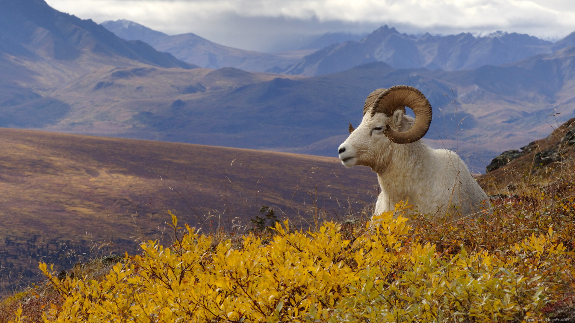animal, goat, landscape, mountain images