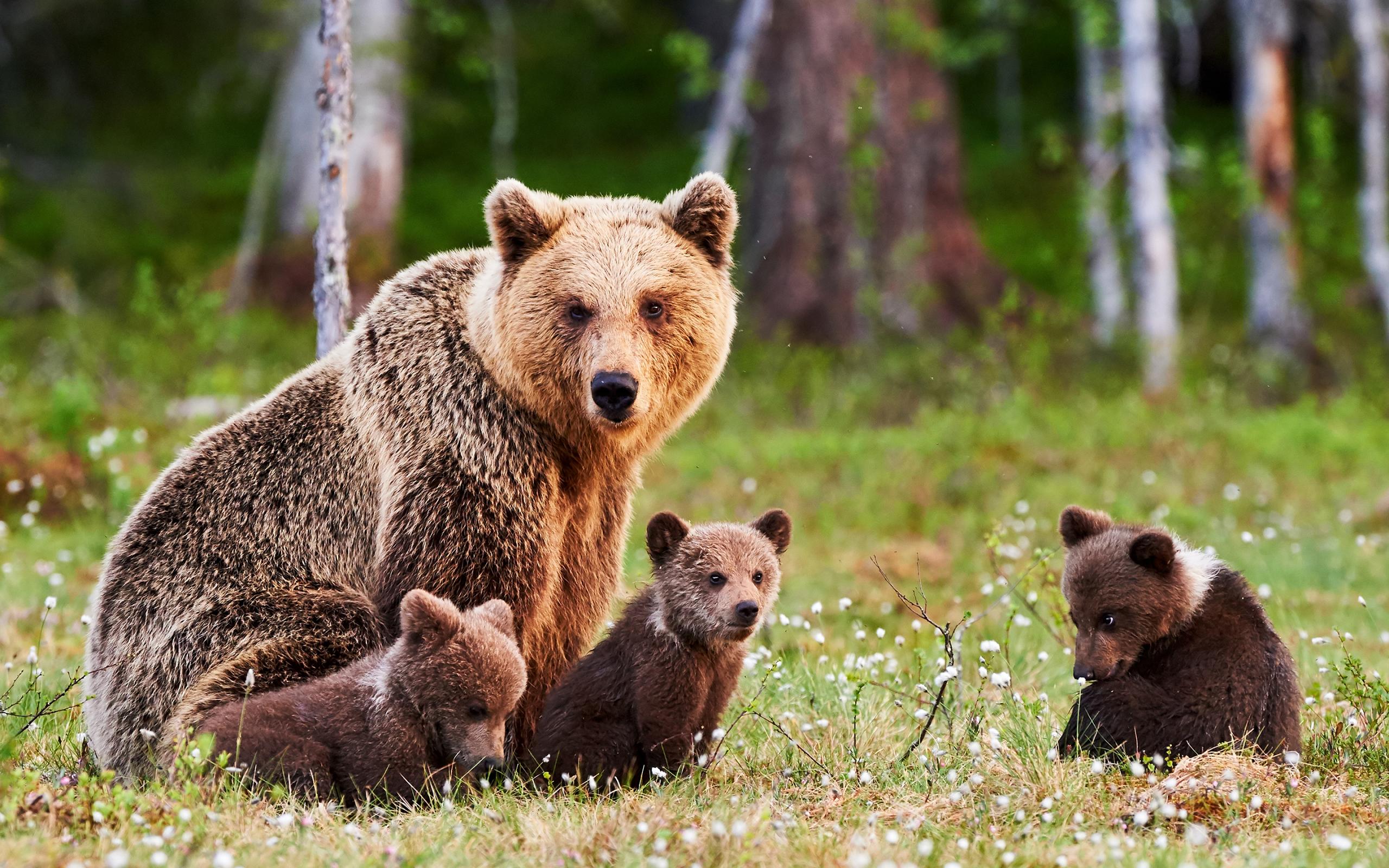 Бурый медведь с медвежатами