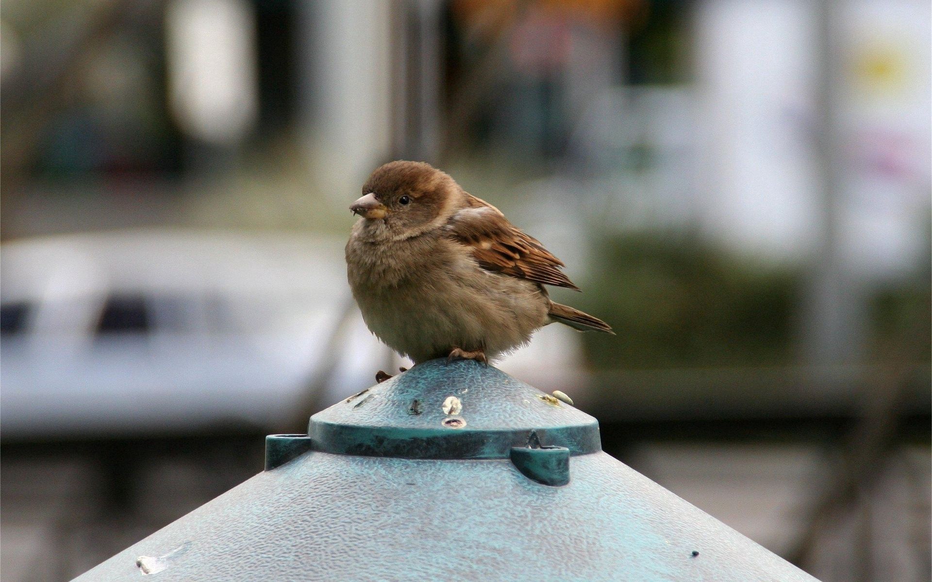 Download mobile wallpaper Small, Sit, Animals, Bird, Sparrow, Feather for free.