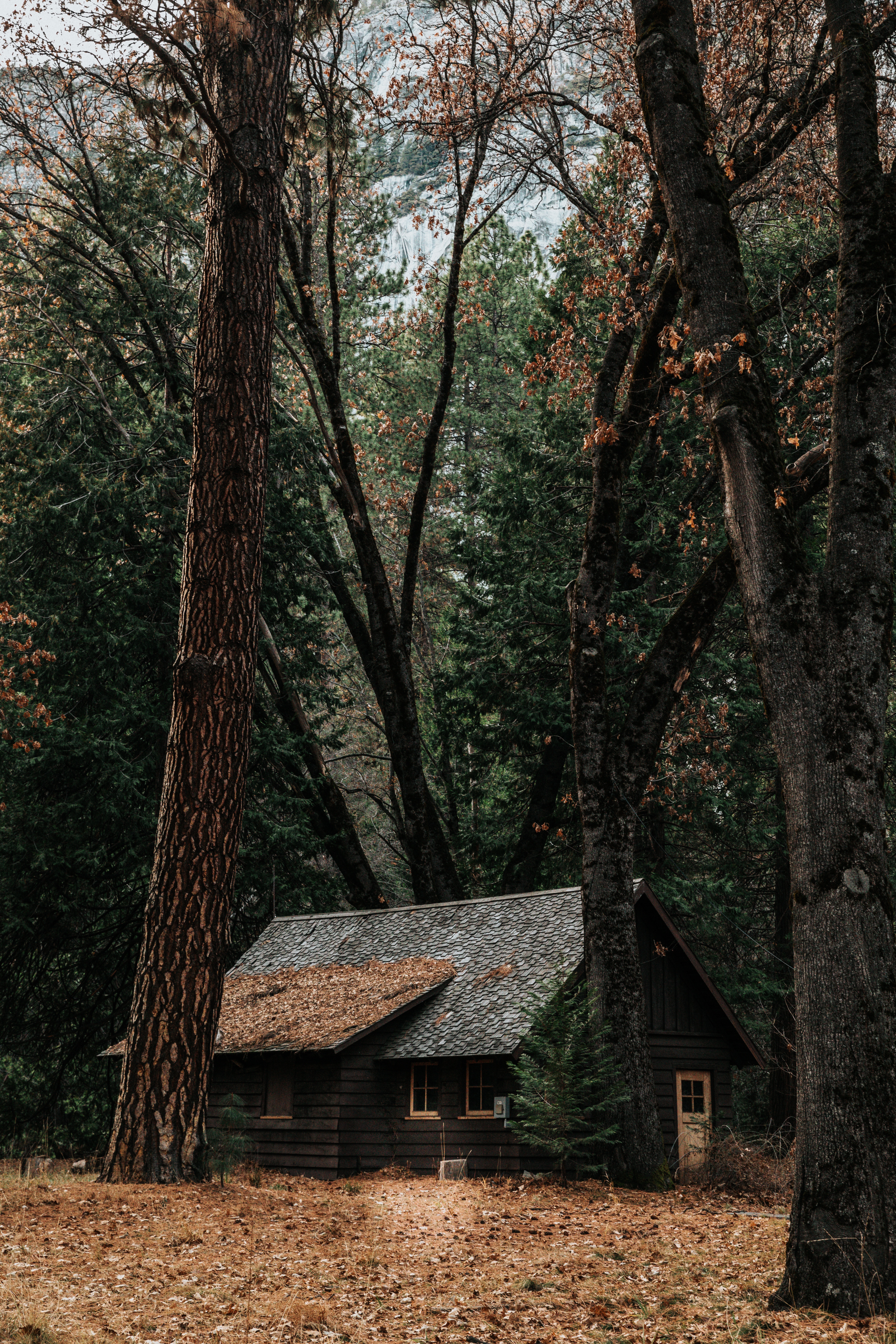 forest, nature, autumn, trees, privacy, seclusion, house iphone wallpaper