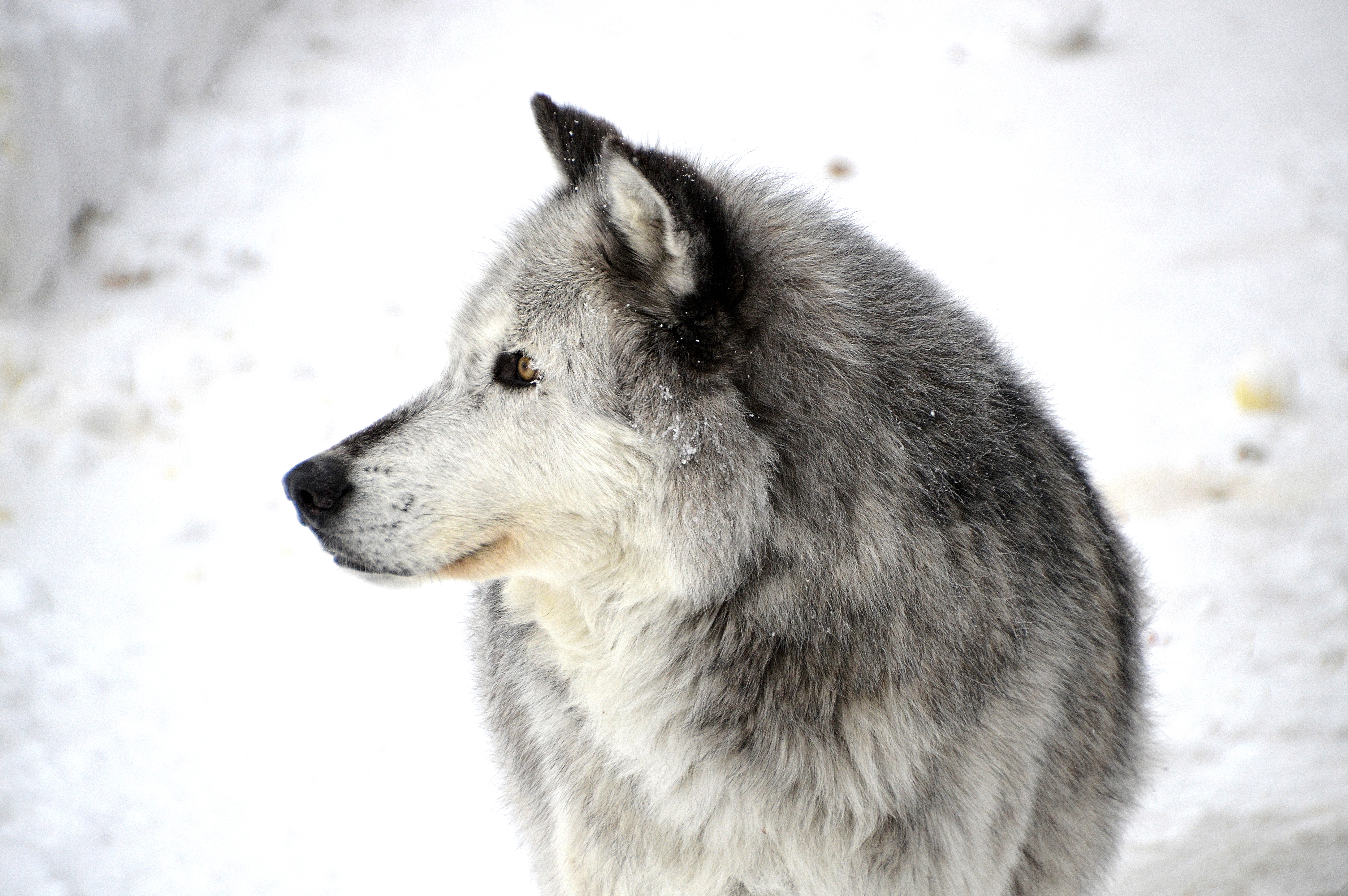 Handy-Wallpaper Hund, Profil, Schnee, Tiere kostenlos herunterladen.