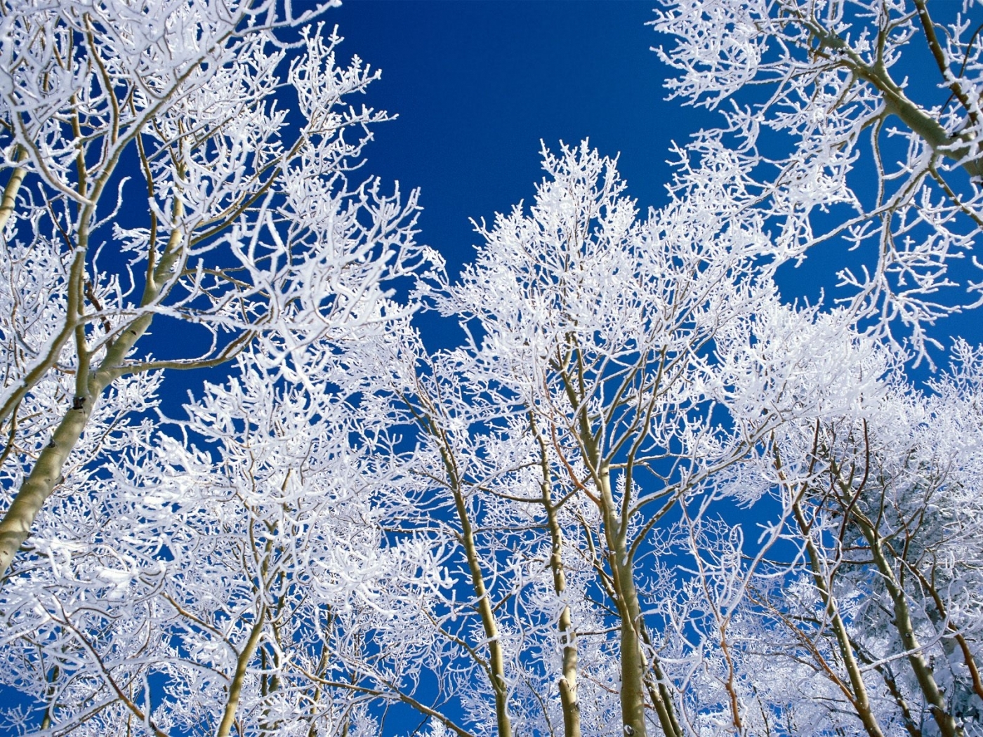Download mobile wallpaper Winter, Sky, Snow, Landscape, Trees for free.
