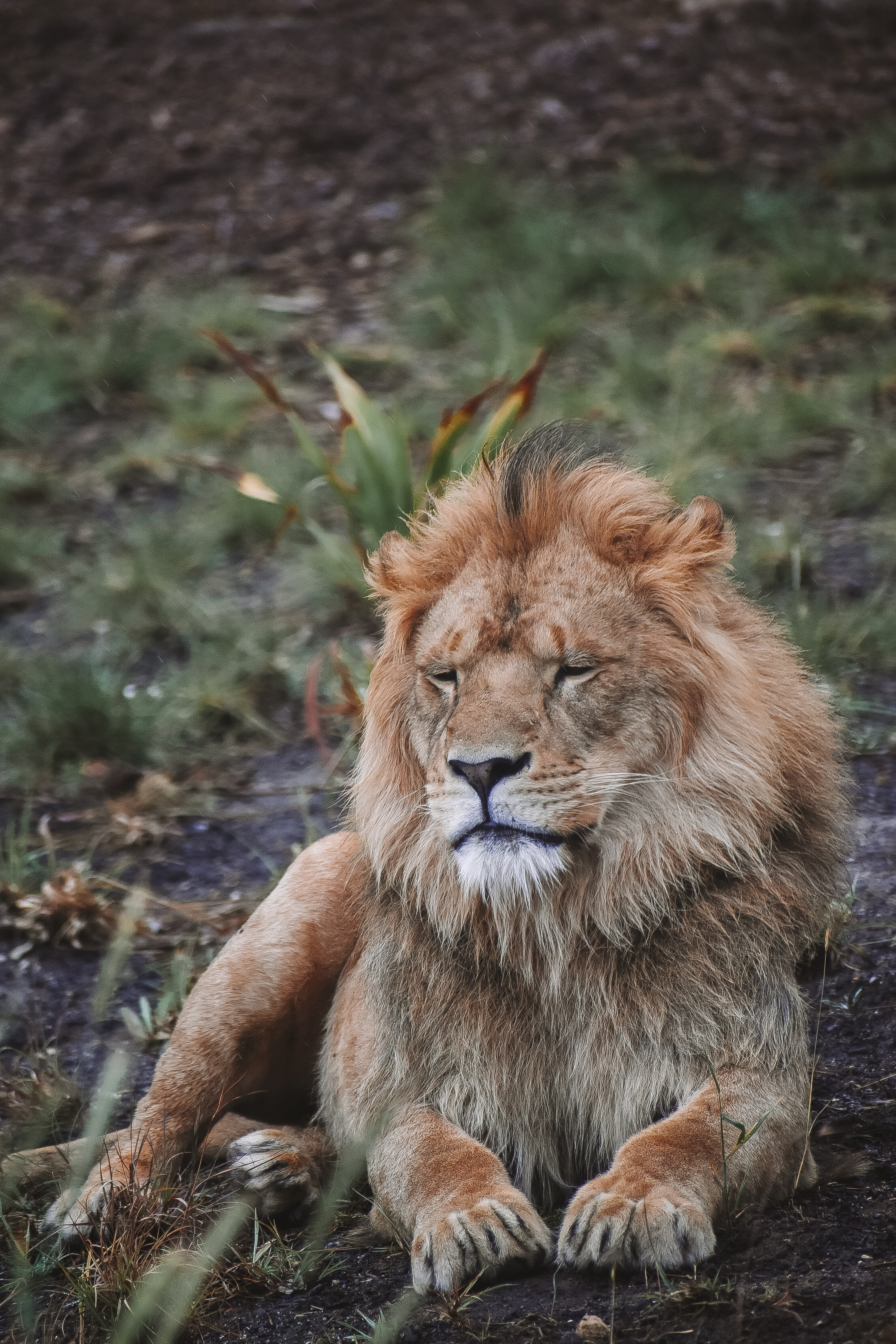 Download mobile wallpaper Beast, Lion, Animals, Predator, Big Cat, Wildlife for free.