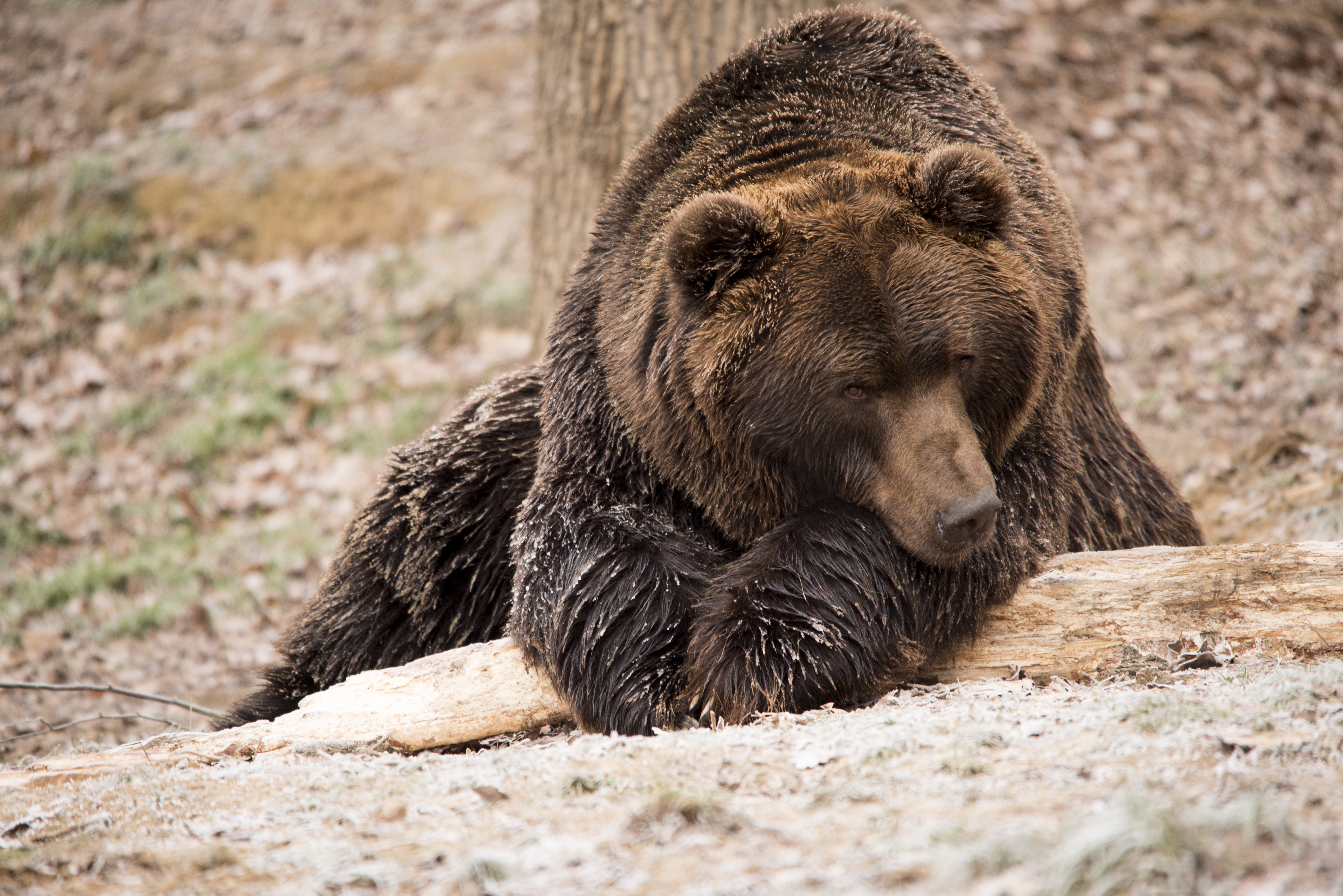 animals, lies, bear, brown bear HD wallpaper