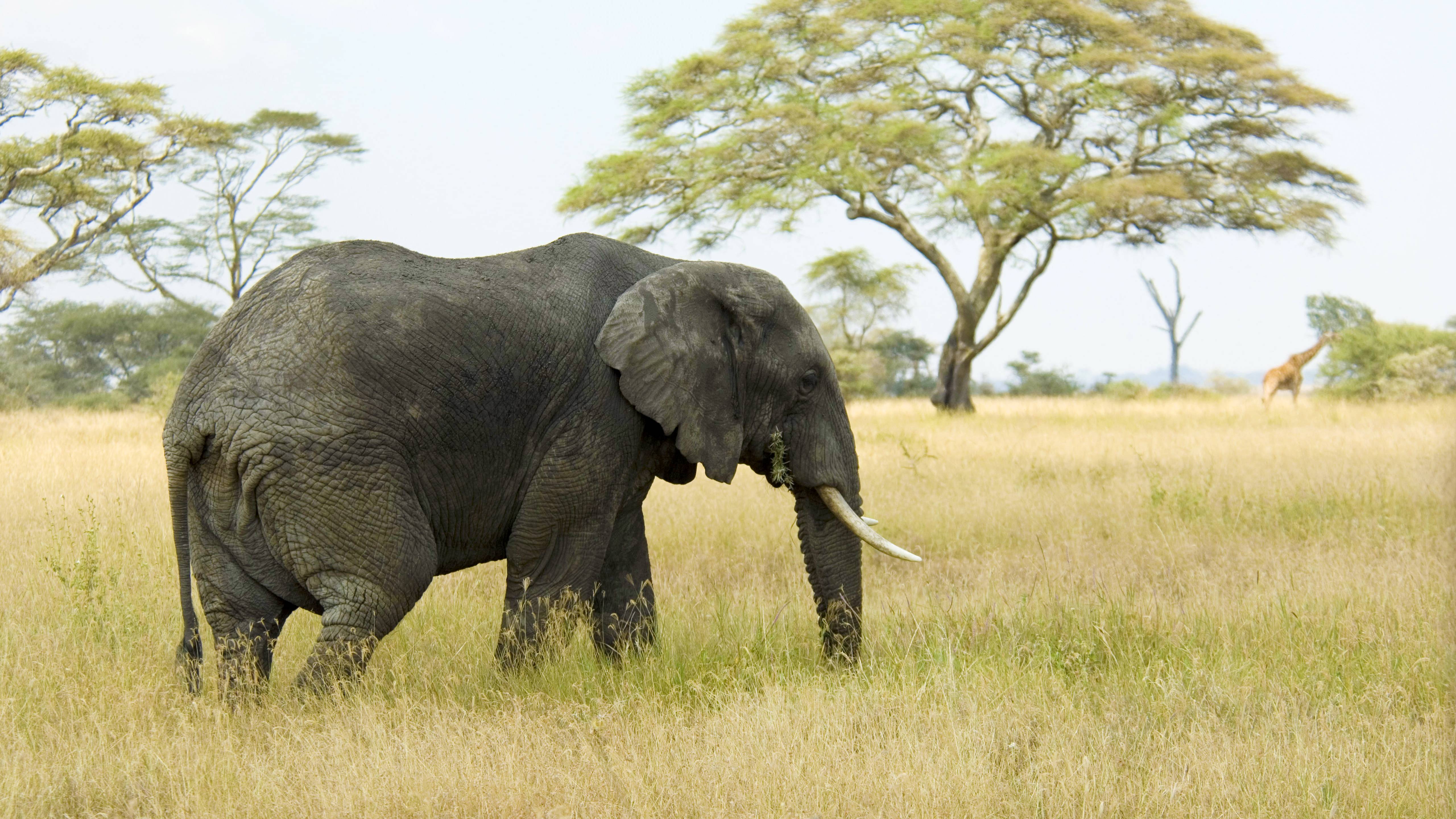 351605 免費下載壁紙 动物, 非洲草原象, 大象 屏保和圖片