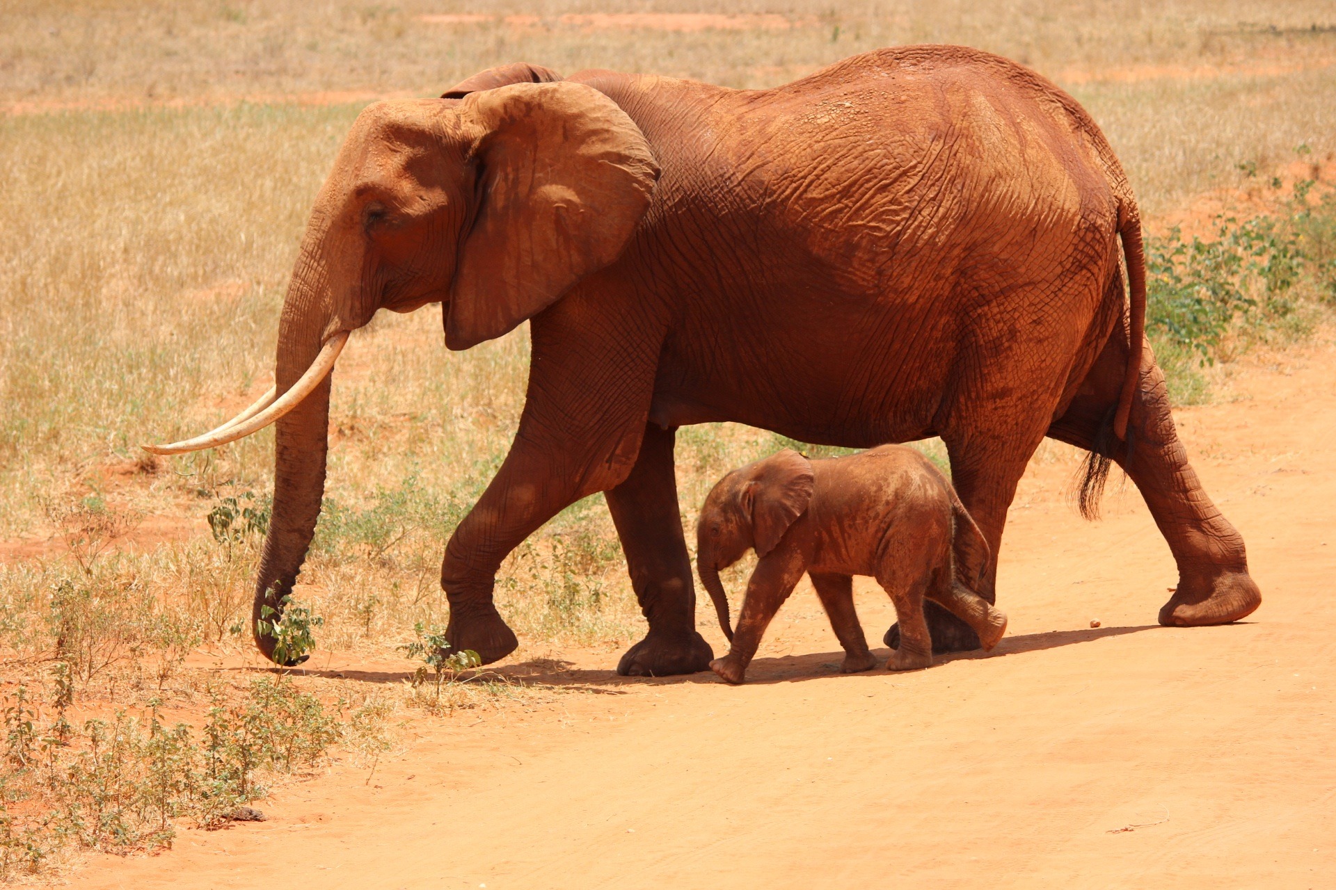367943 Hintergrundbild herunterladen tiere, afrikanischer elefant, afrika, tierbaby, elefanten - Bildschirmschoner und Bilder kostenlos