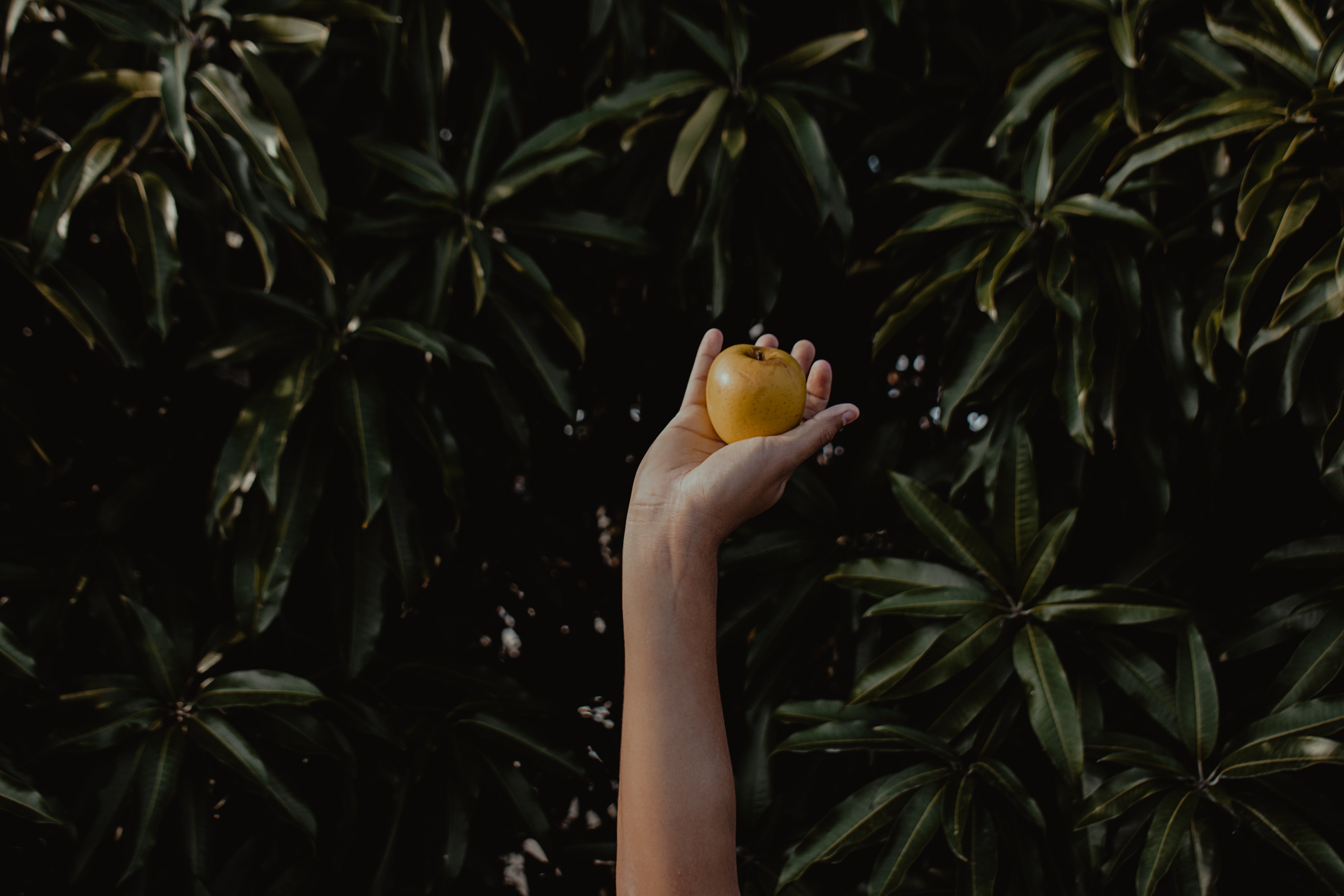 Download mobile wallpaper Hand, Foliage, Blur, Smooth, Food, Apple for free.