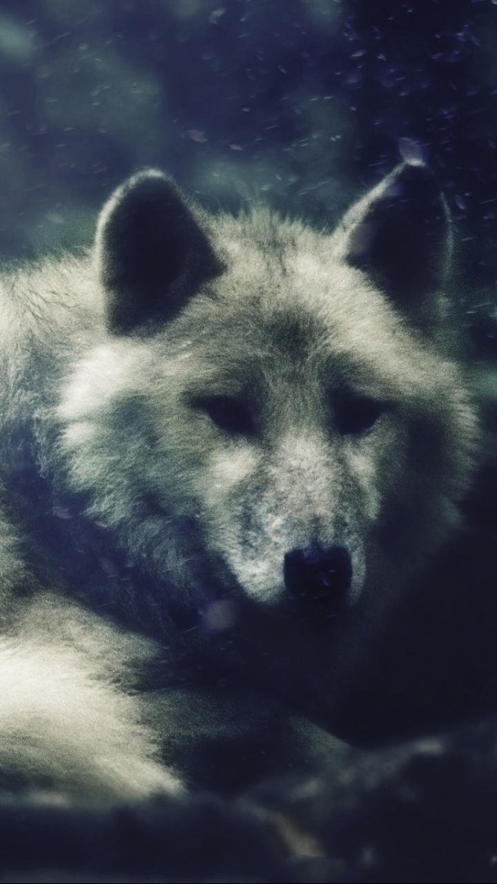 Living wolfs. Обои на телефон волк. Заставка на телефон волк. Белый волк обои на телефон. Волк картинки на телефон.
