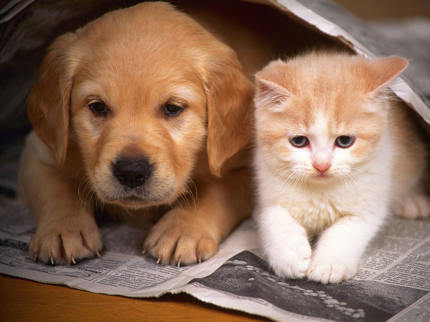 47208 скачать картинку собаки, кошки (коты котики), животные, оранжевые - обои и заставки бесплатно
