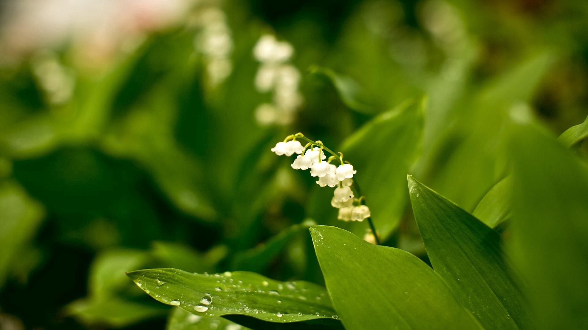 greens, lily of the valley, nature, flowers, forest, rarity 4K Ultra