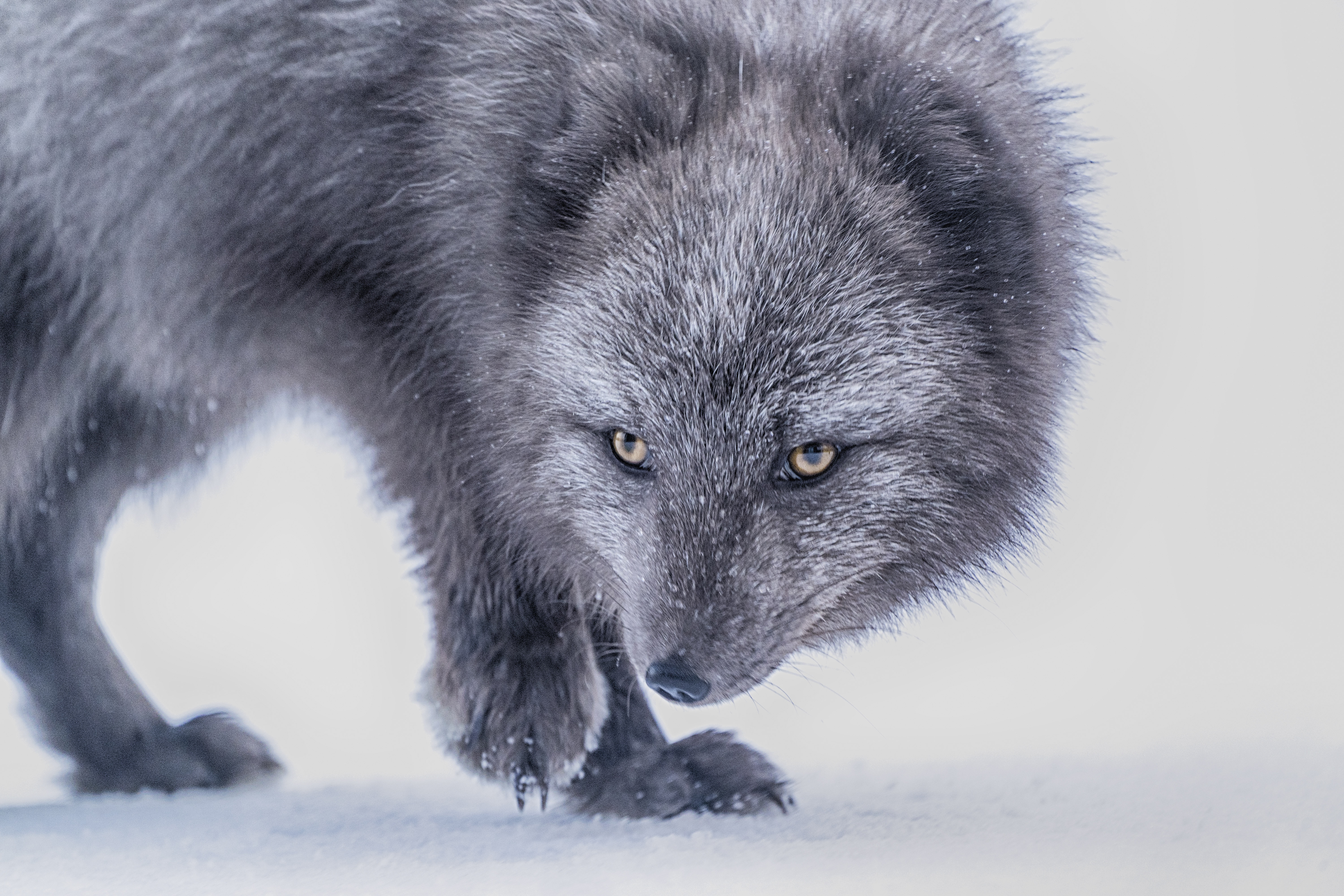 Best Arctic Fox mobile Picture