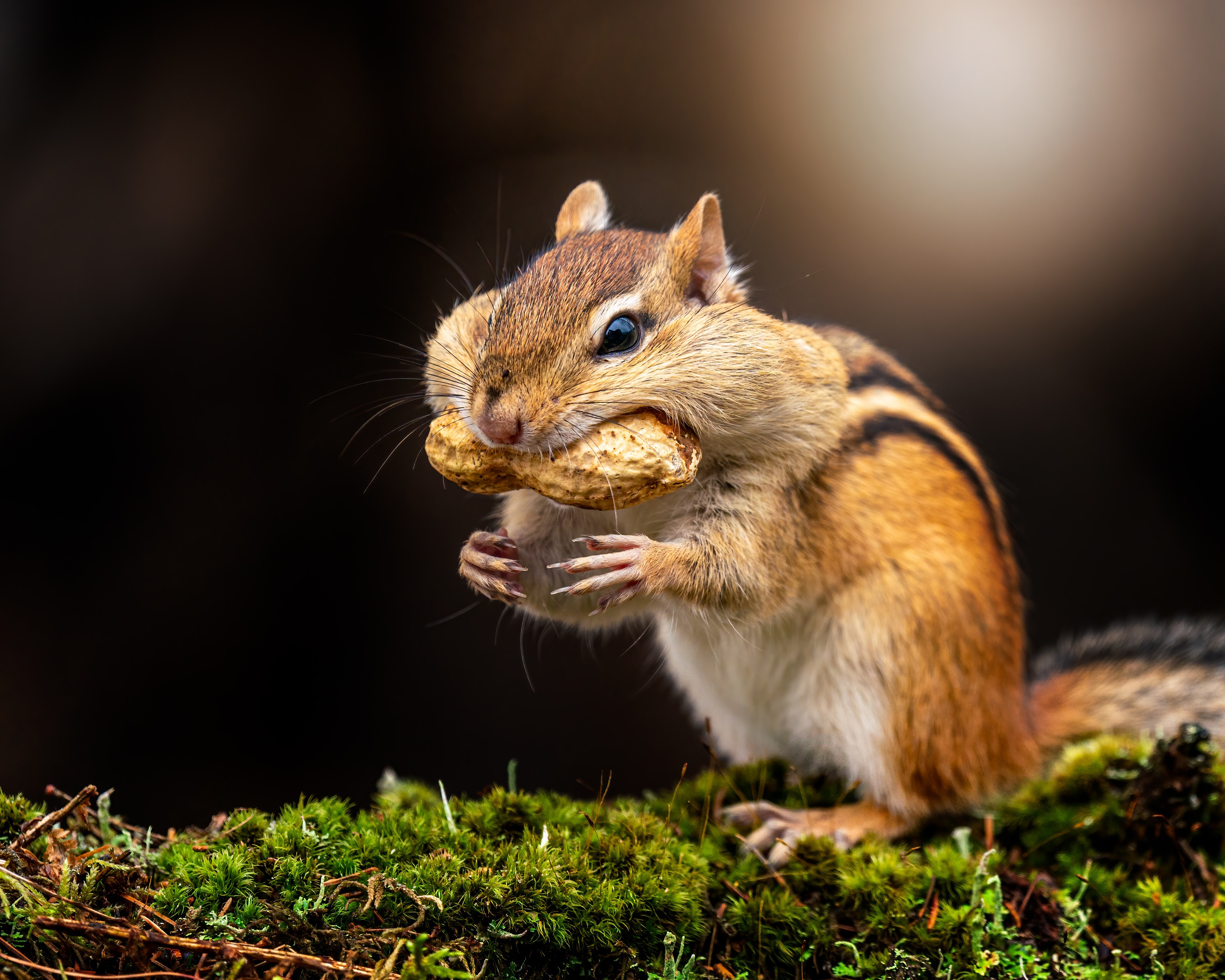 animal, chipmunk, moss, peanut, rodent mobile wallpaper