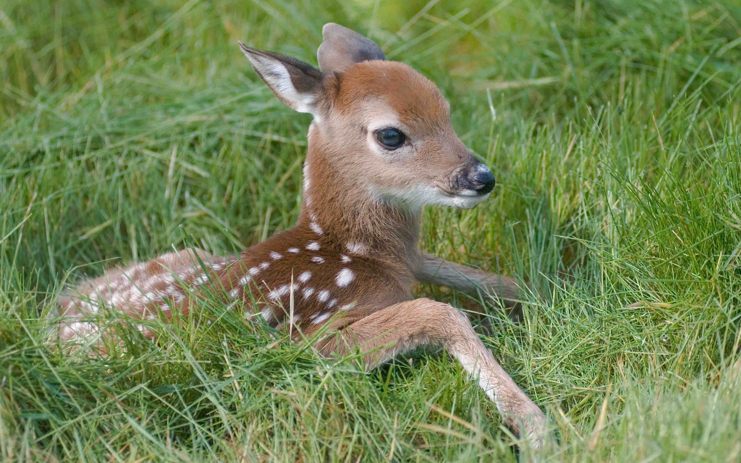 deer, animal, cute, fawn, grass Smartphone Background