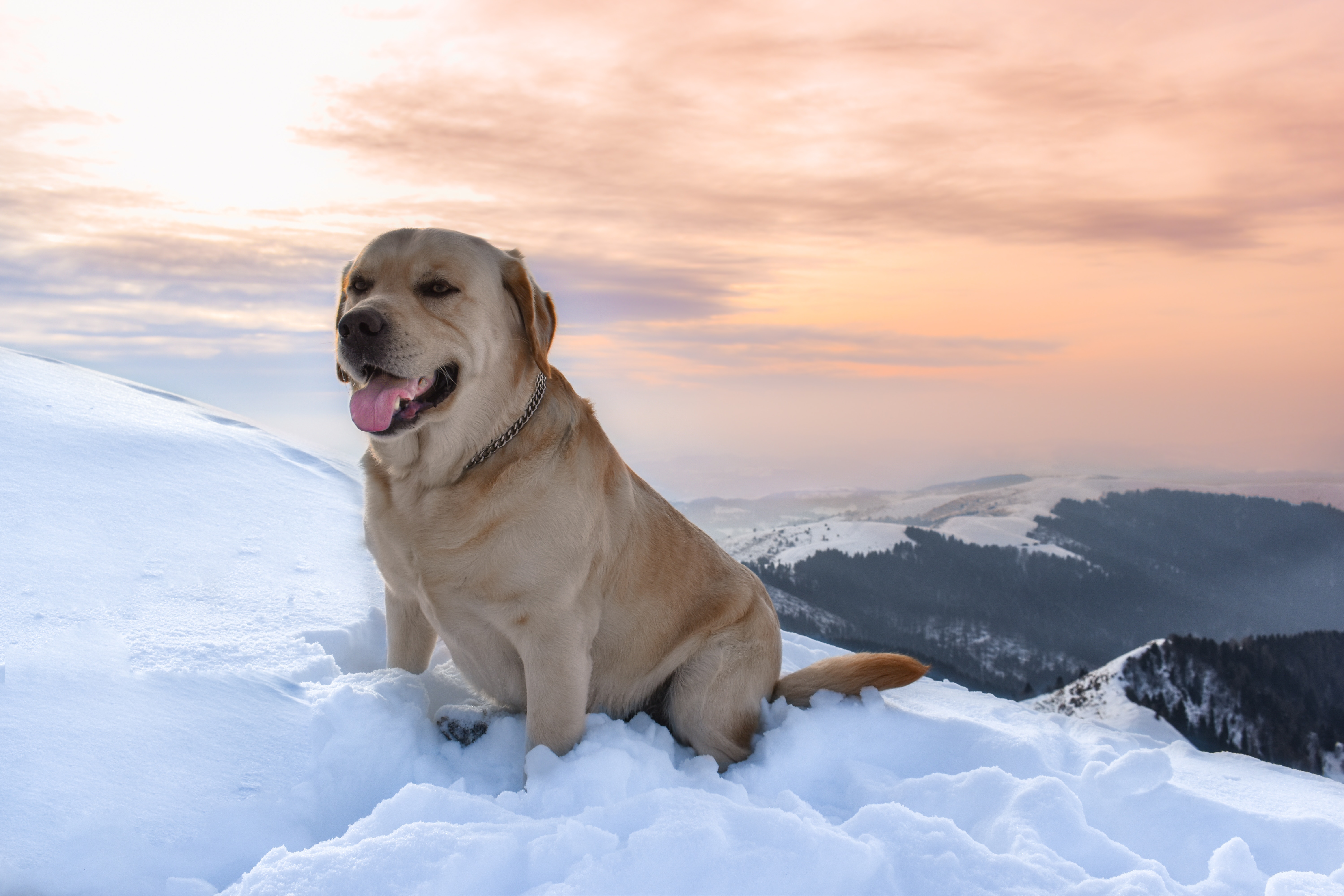 Download mobile wallpaper Labrador, Animals, Snow, Dog, Mountains for free.