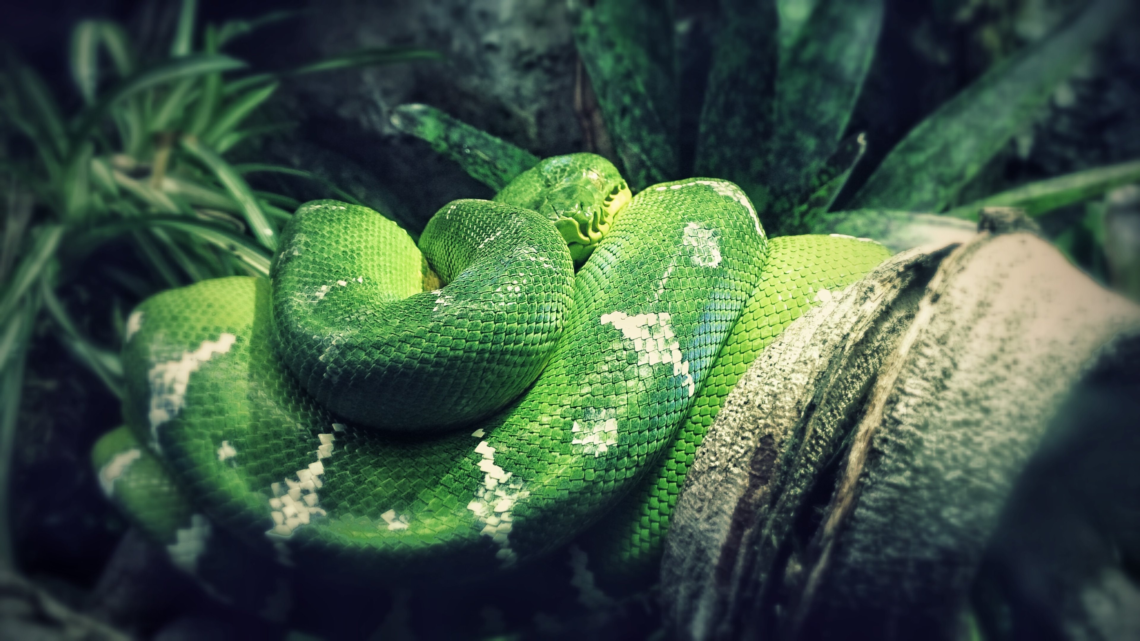 змеи тайланда зеленая