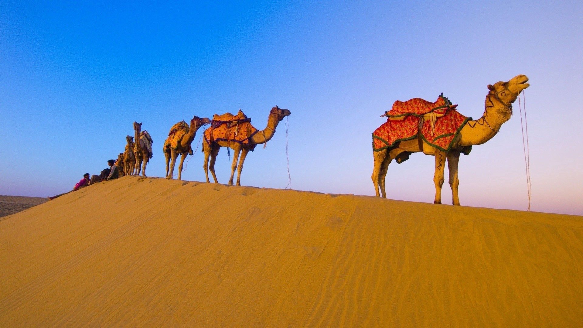 95945 baixar papel de parede animais, deserto, camelos, caminhada, campanha, caravana - protetores de tela e imagens gratuitamente