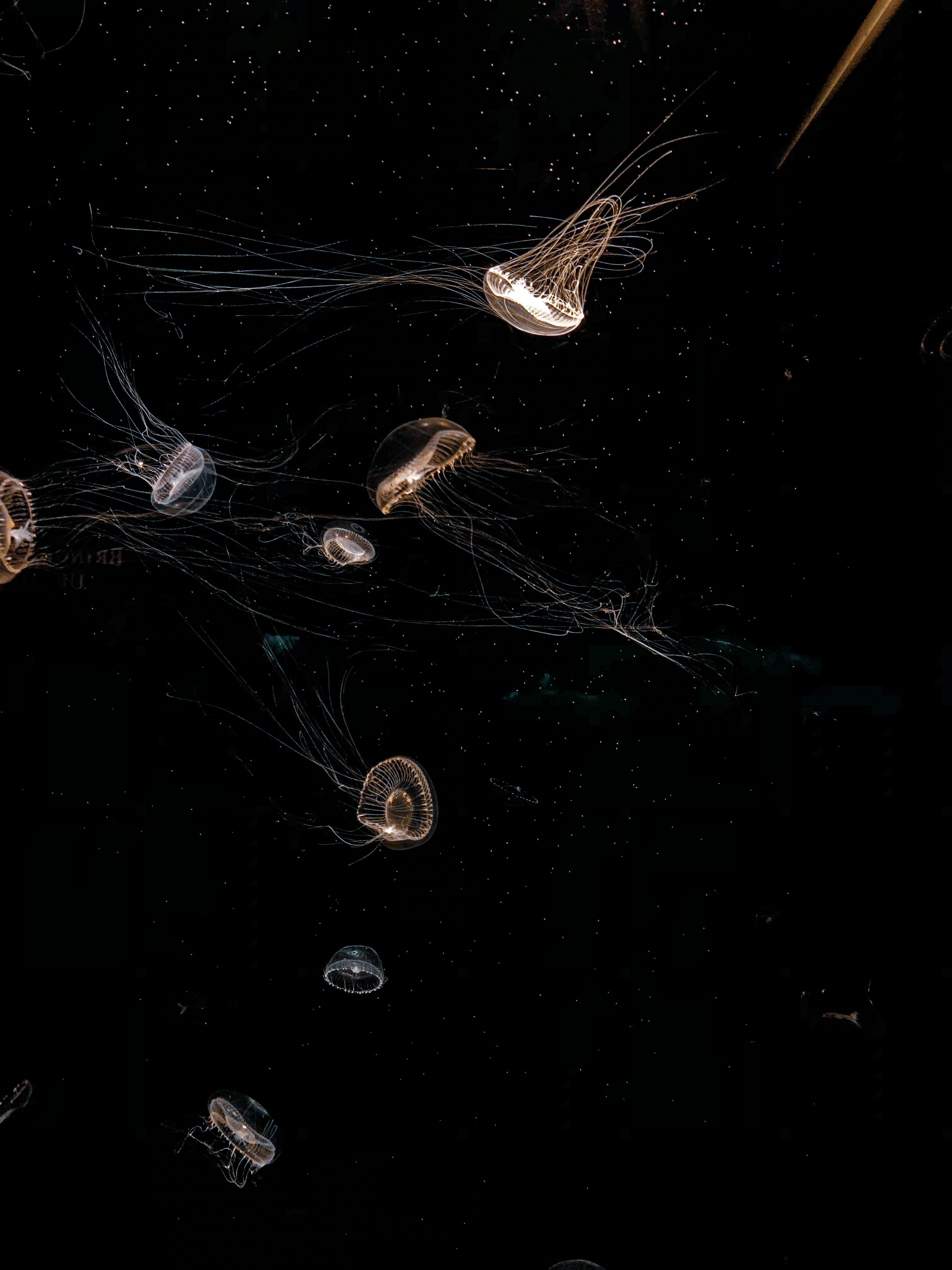 jellyfish, black, animals, beautiful, tentacle