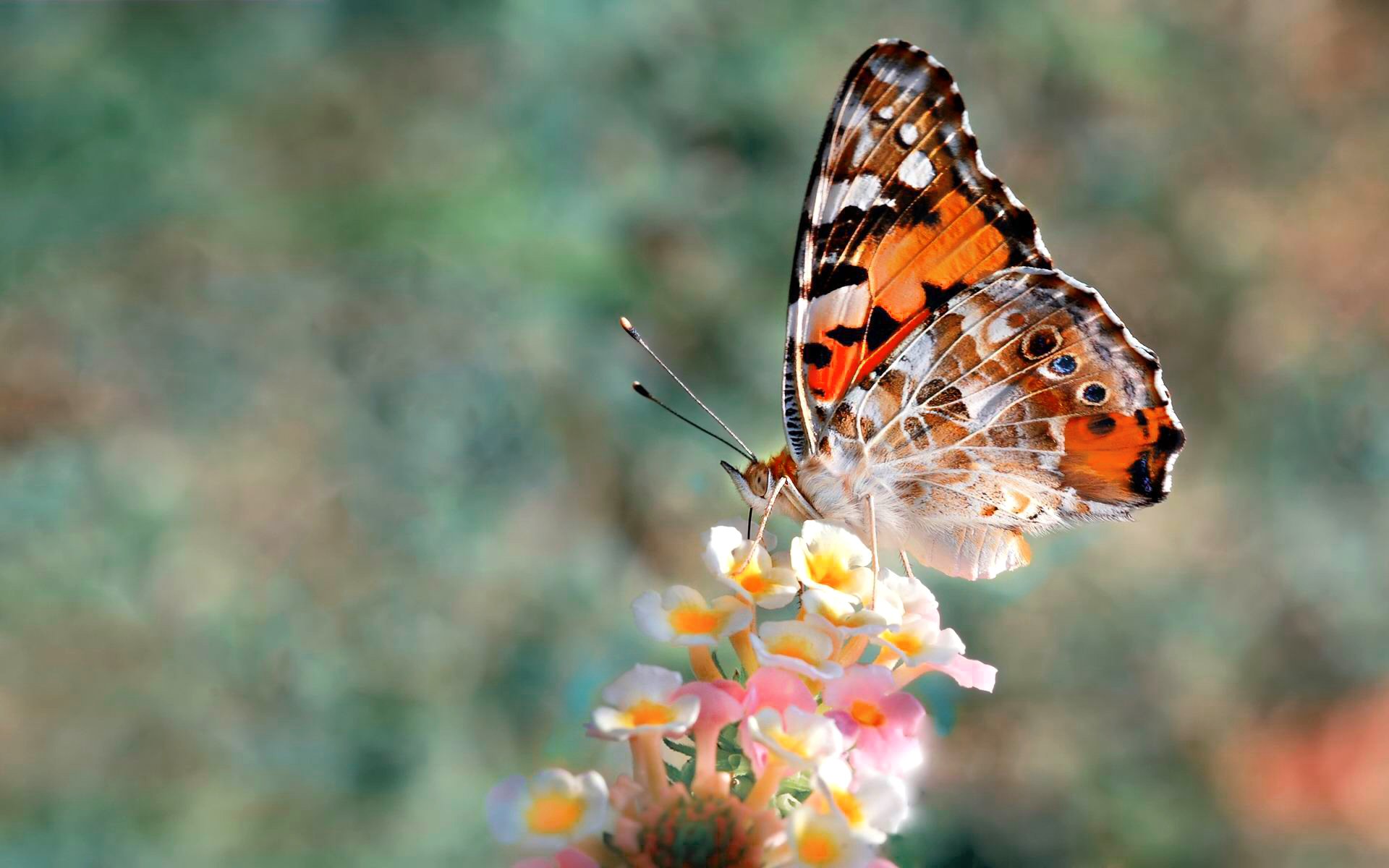 spring, butterfly, animal