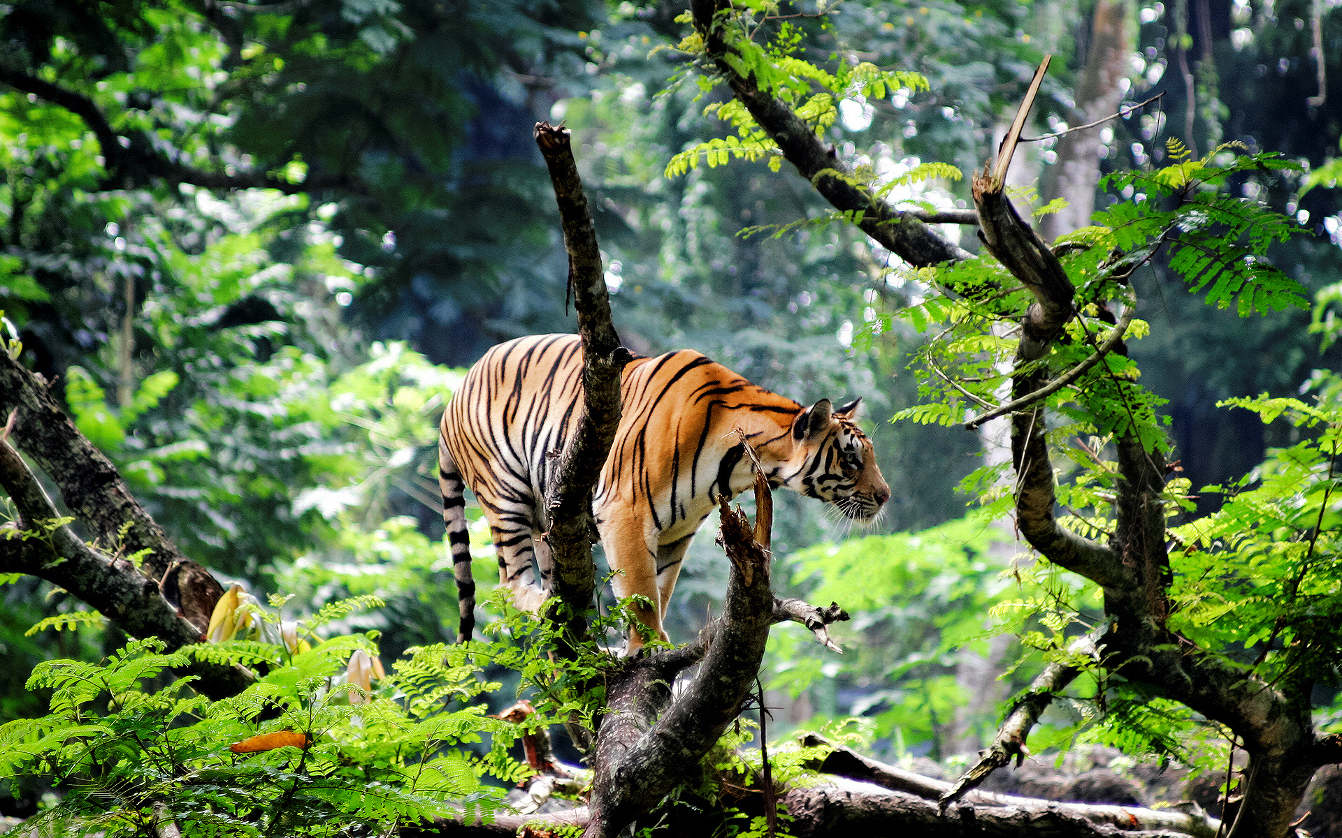 1499627 免費下載壁紙 动物, 老虎, 森林, 丛林 屏保和圖片