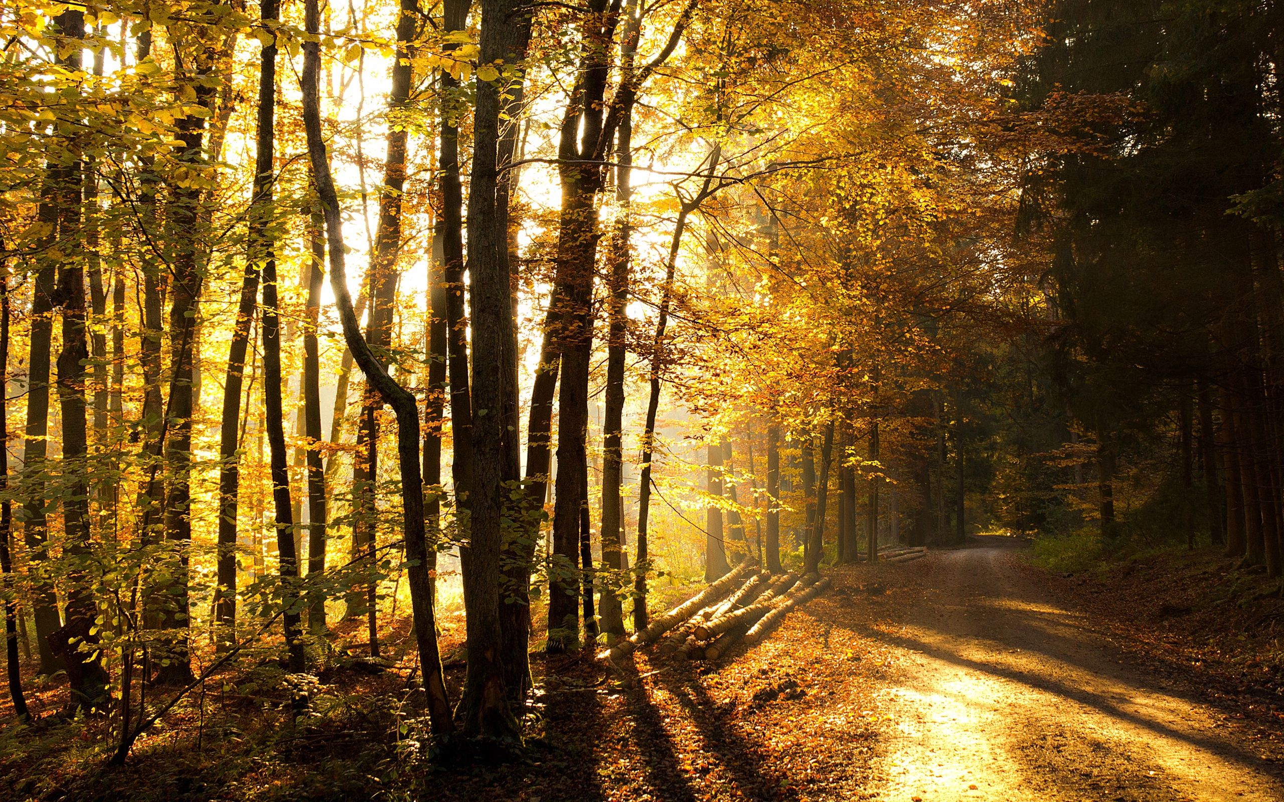Laden Sie das Straße, Protokolle, Sonnenlicht, Natur, Bäume, Wald-Bild kostenlos auf Ihren PC-Desktop herunter