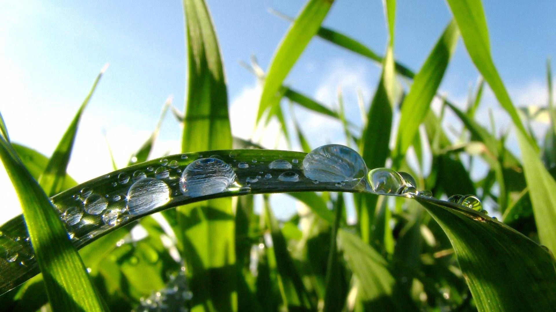 Download mobile wallpaper Macro, Large Drops, Grass, Dew, Drops for free.