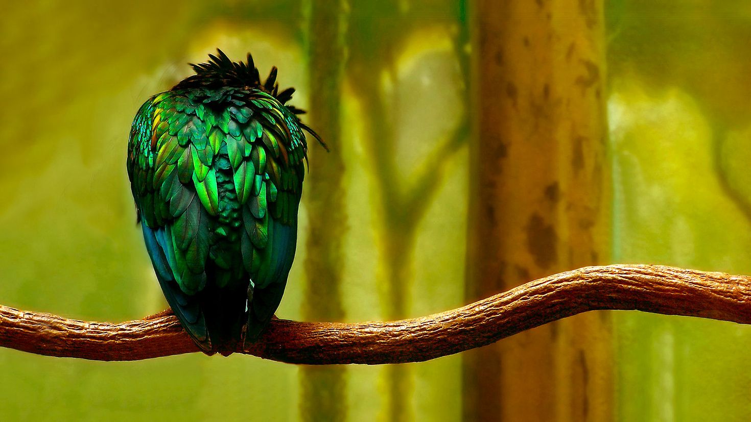 Птица восприятия. Тропические птицы. Райские птицы. Тропический попугай. Зеленое перо.