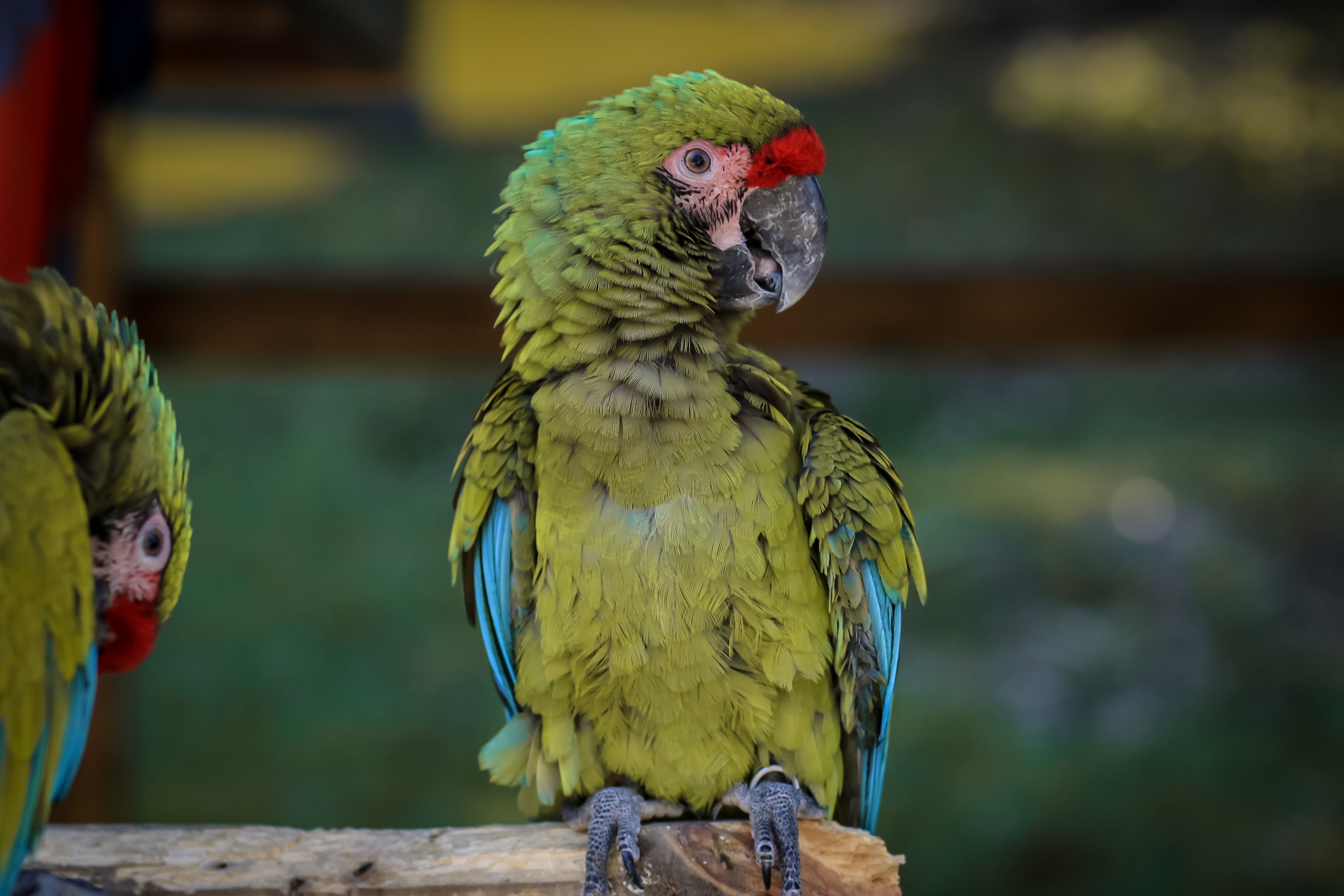 Descarga gratis la imagen Animales, Loros, Pájaro, Guacamayo en el escritorio de tu PC