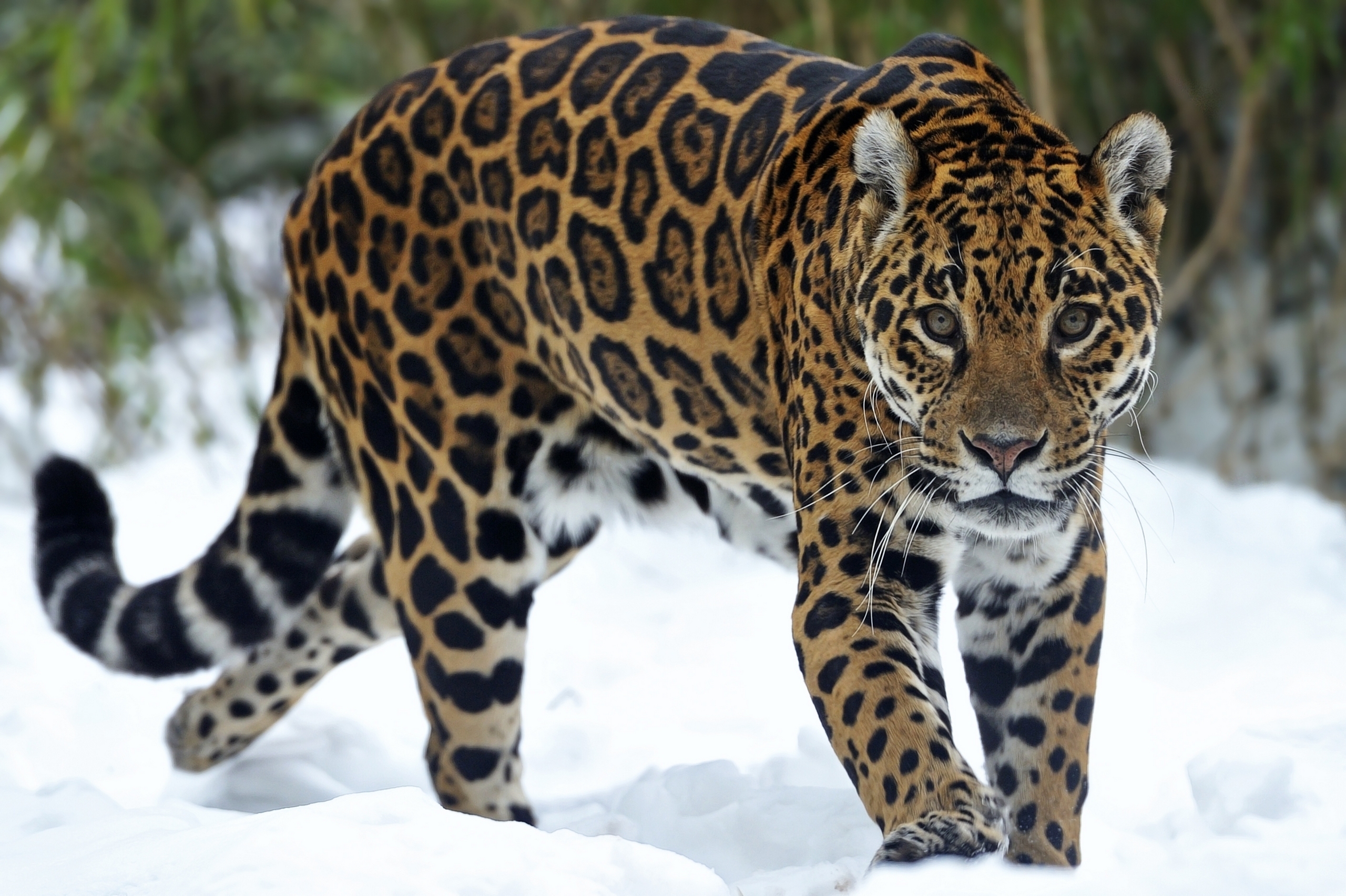 cheetah, animals, winter, snow, muzzle, predator, stroll High Definition image
