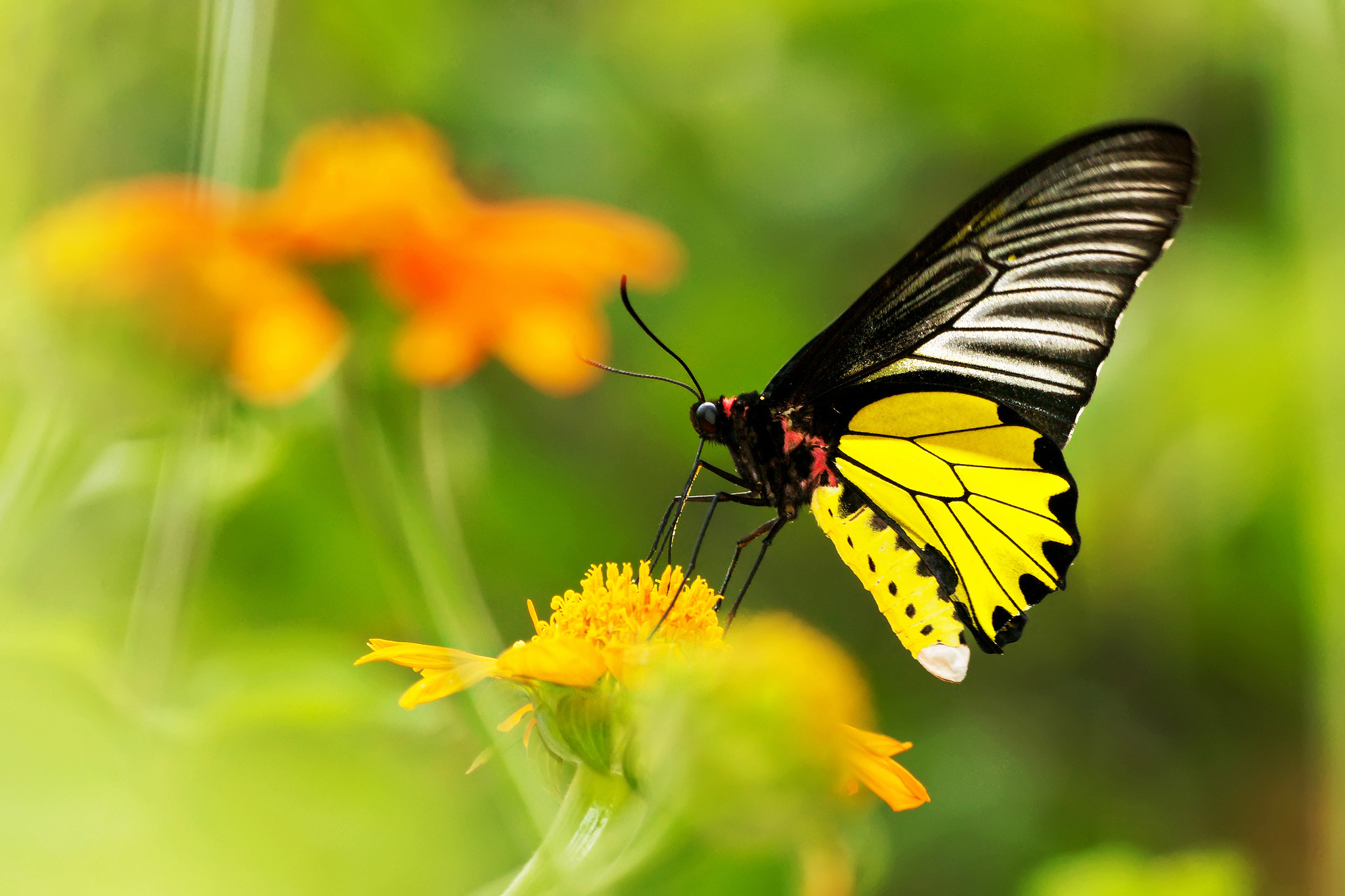Черно желтая бабочка